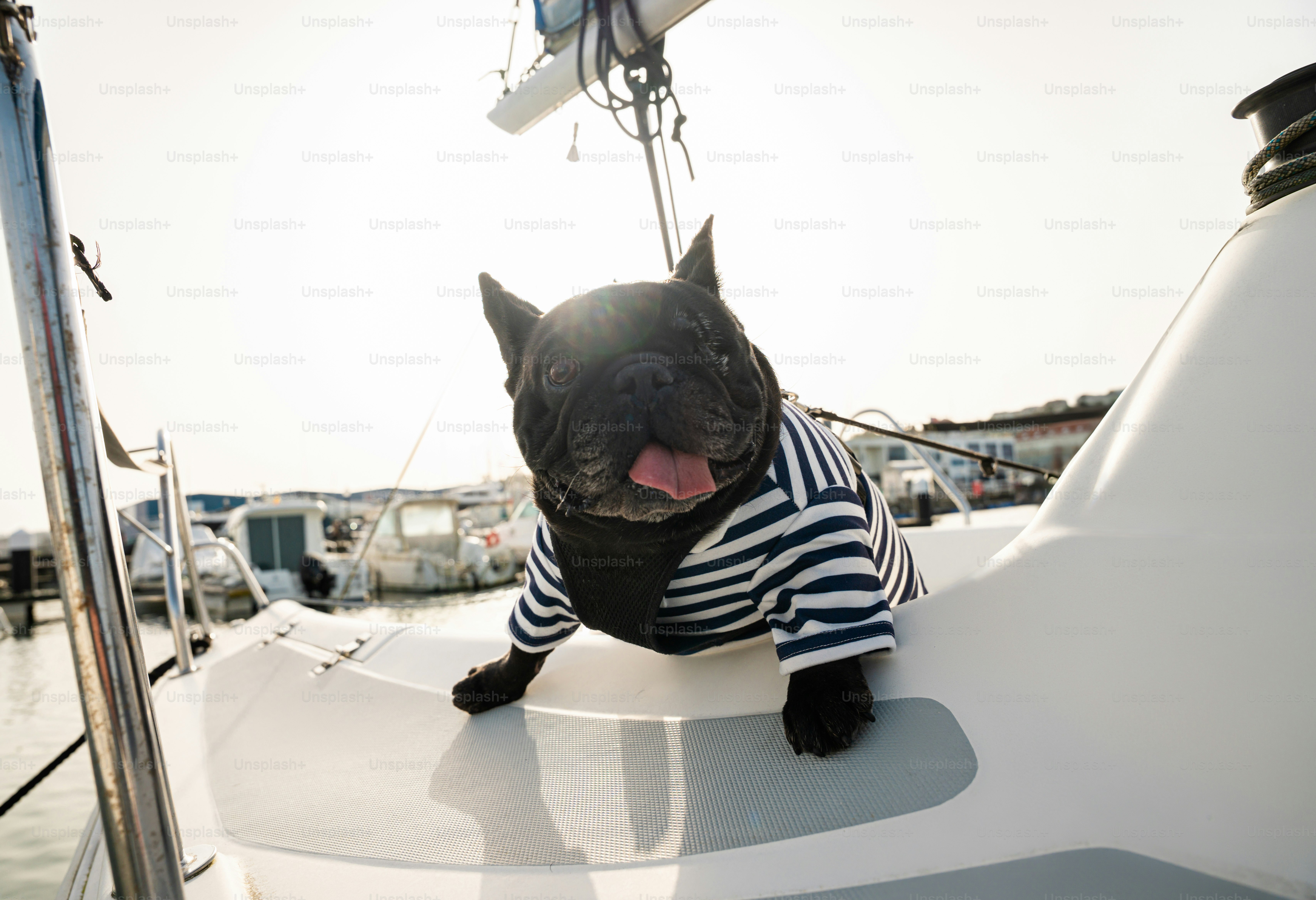 French bulldog in striped shirt on a sailboat
