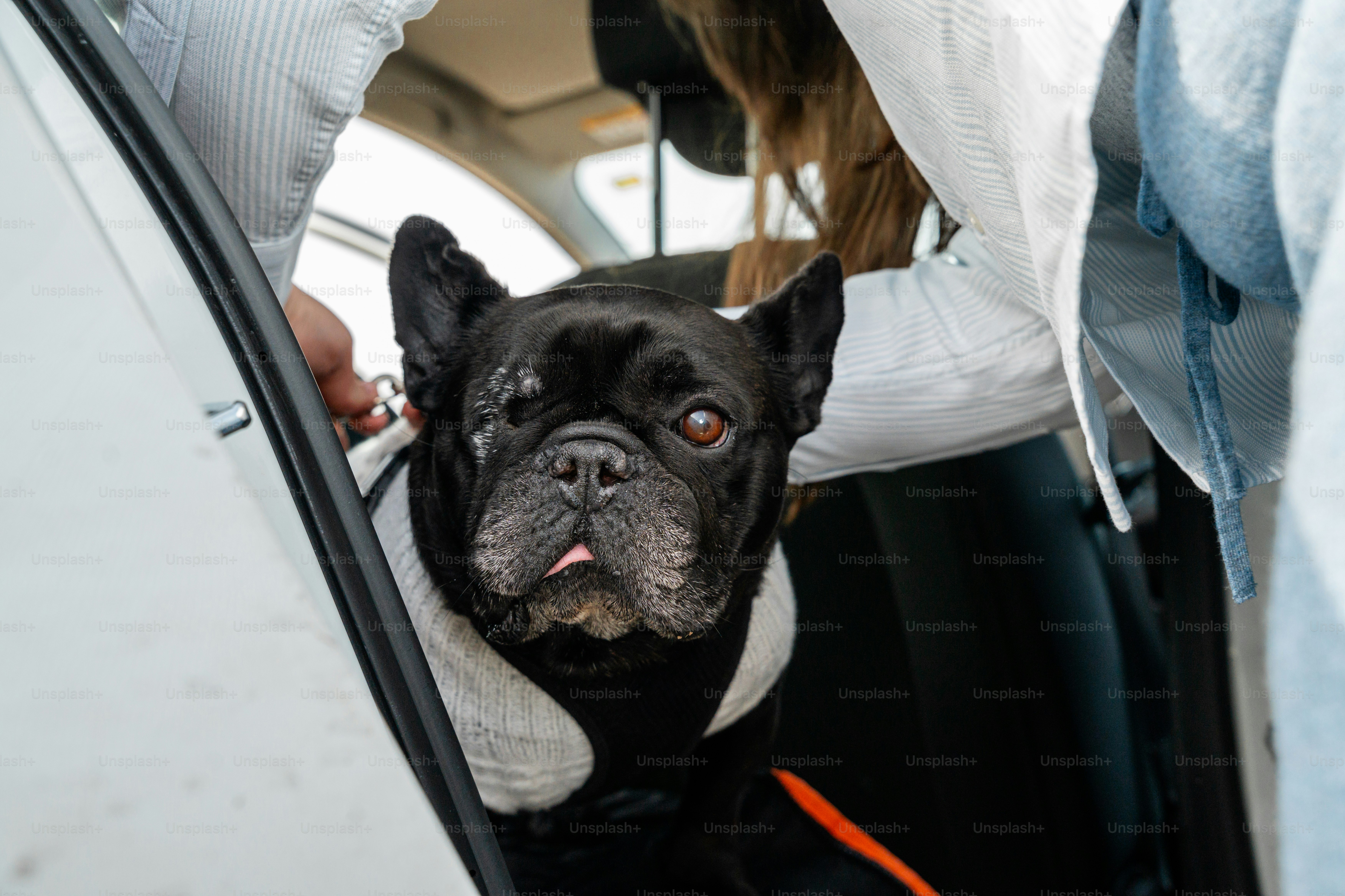 A black french bulldog sits in a car.