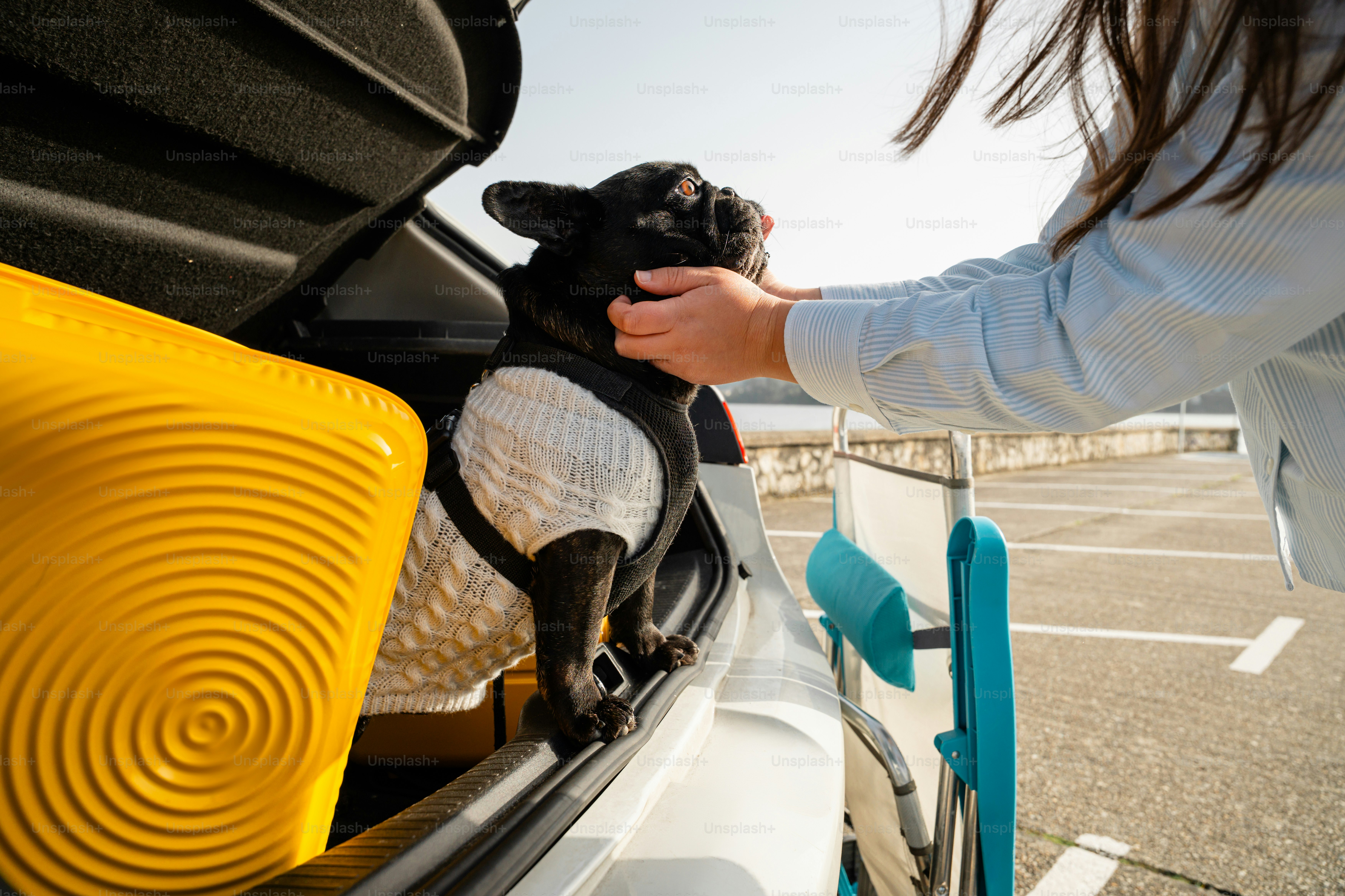 Woman petting a french bulldog in a car trunk.