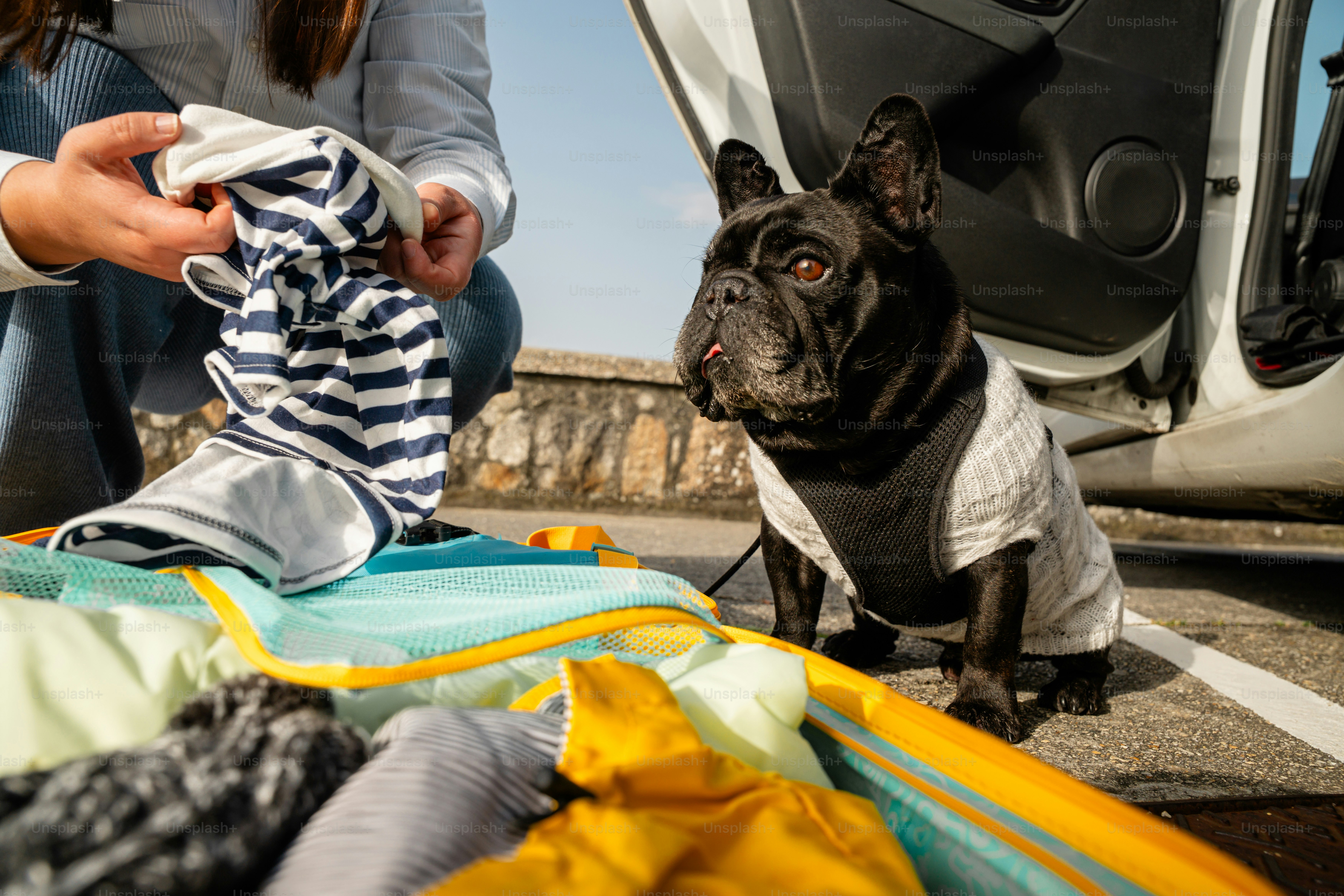 French bulldog watches person pack clothes into suitcase
