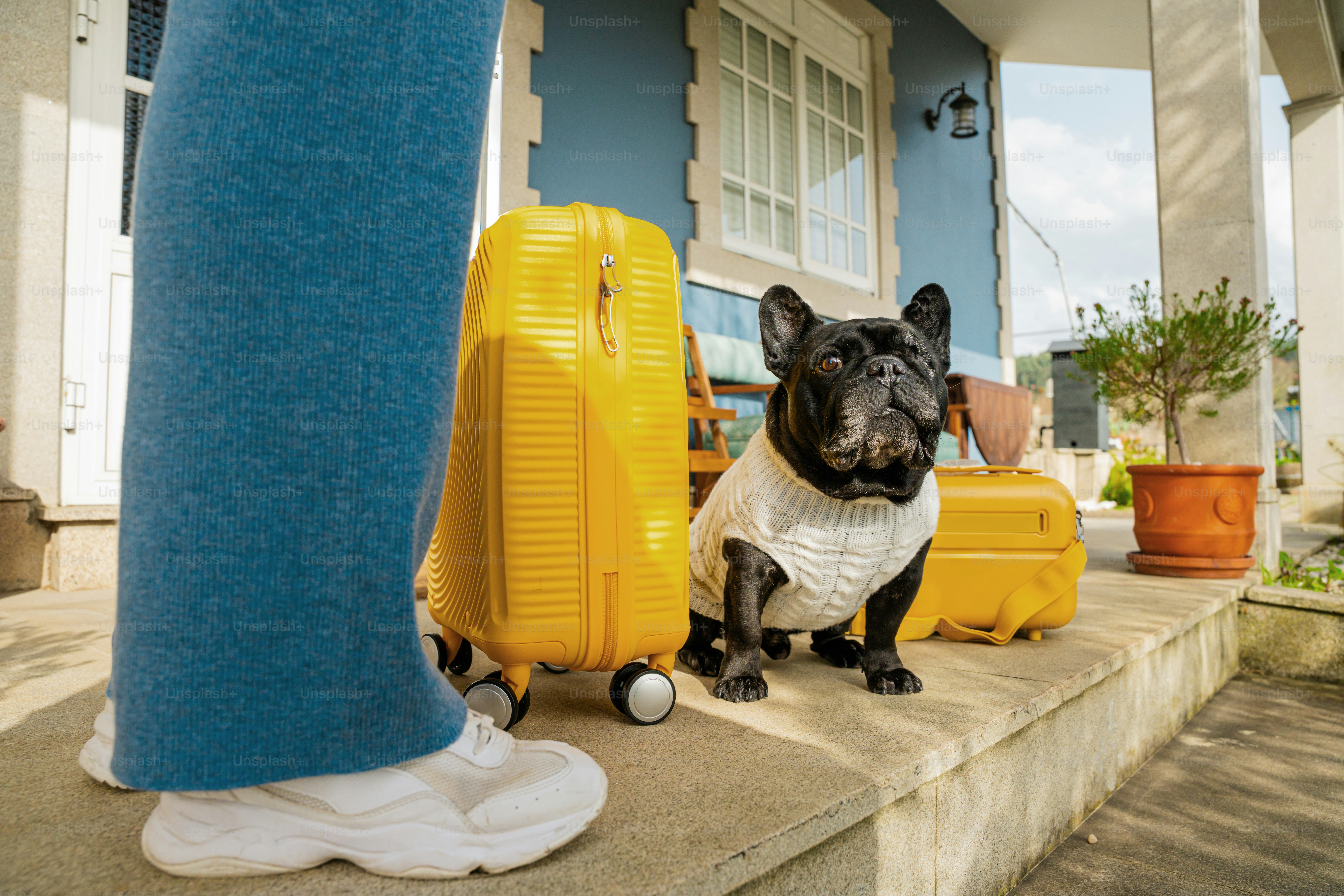 French bulldog in sweater with luggage by house