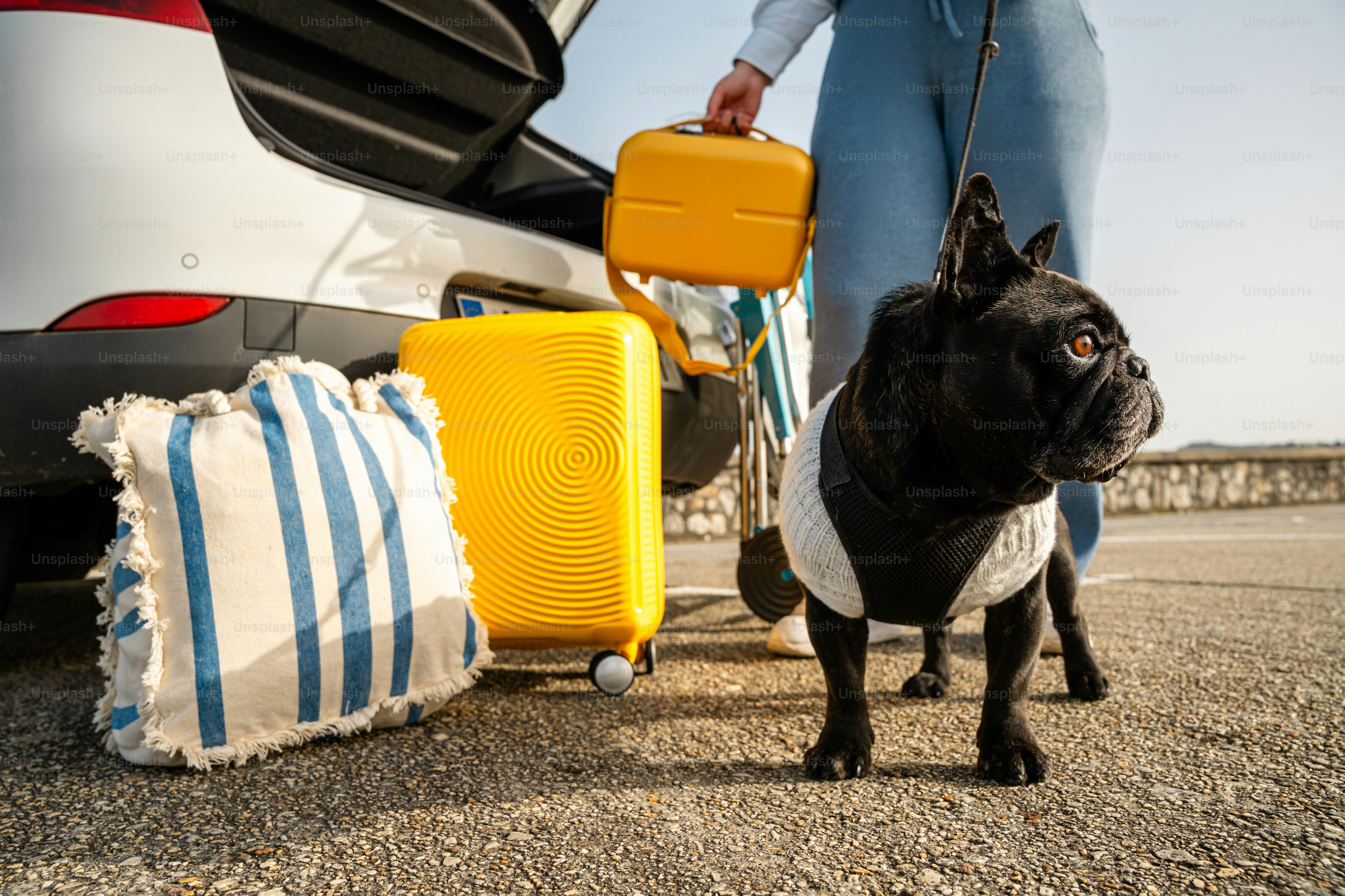 French bulldog with luggage by car for travel.