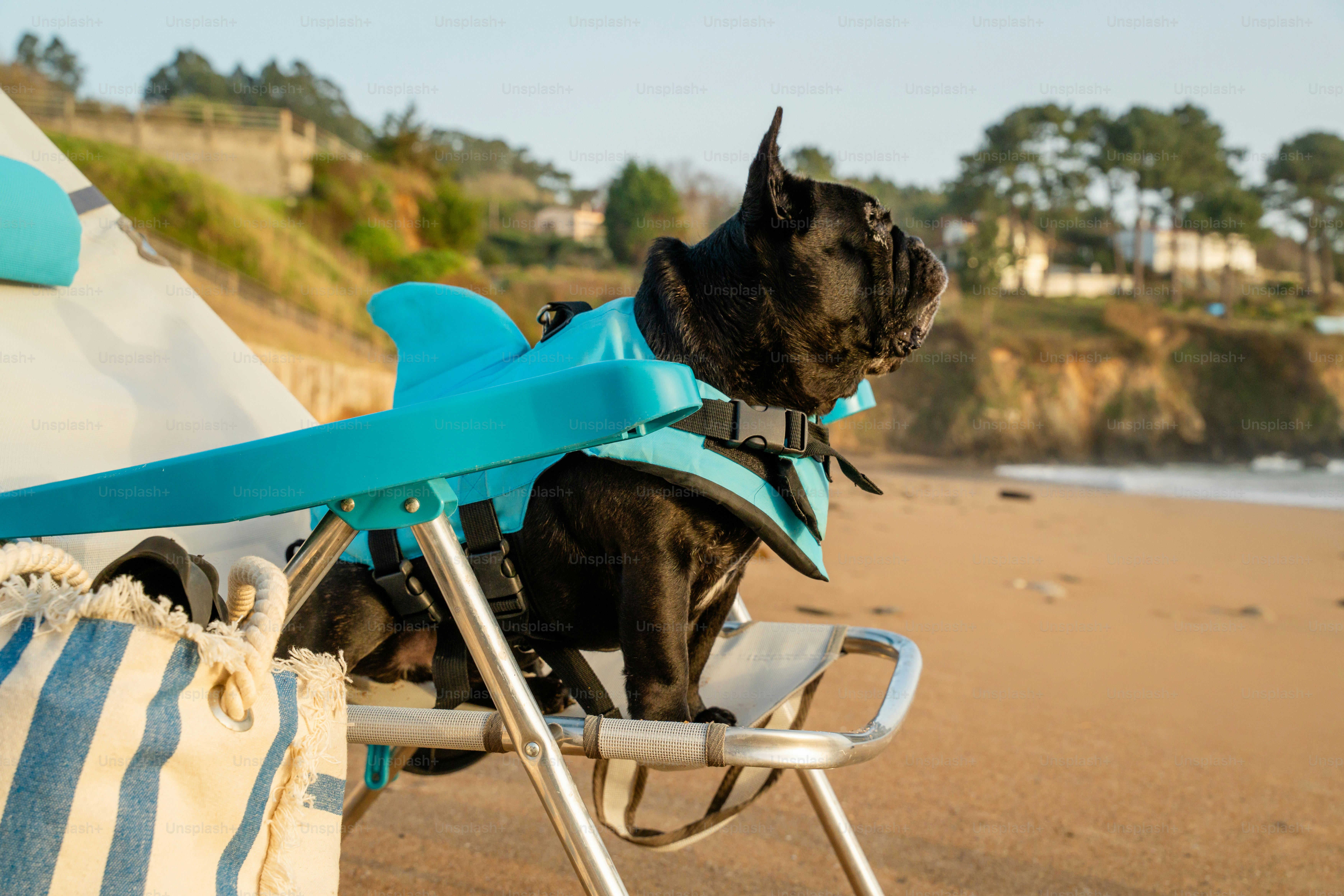 French bulldog wearing a life vest on a beach chair