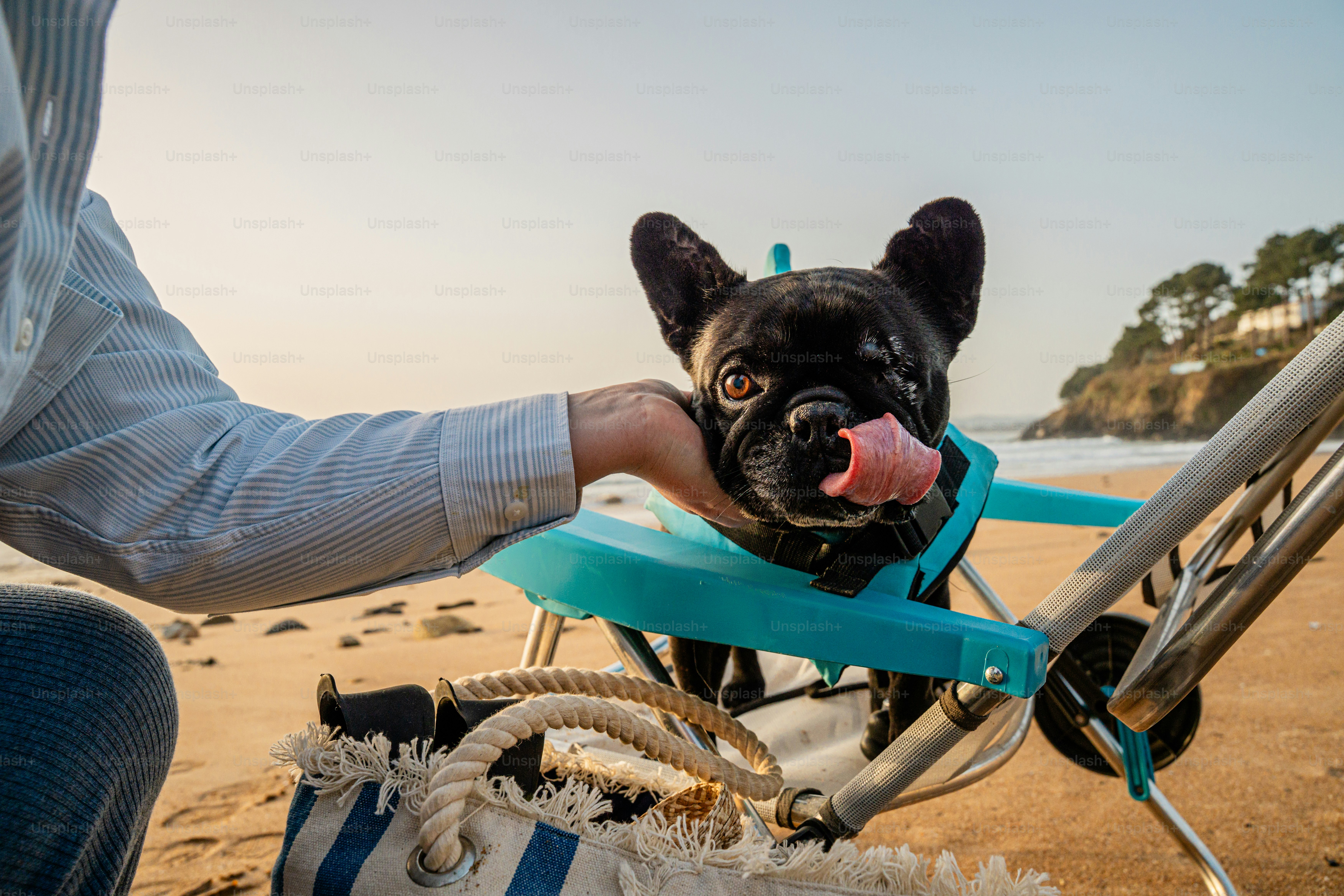 A person pets a french bulldog on a beach.