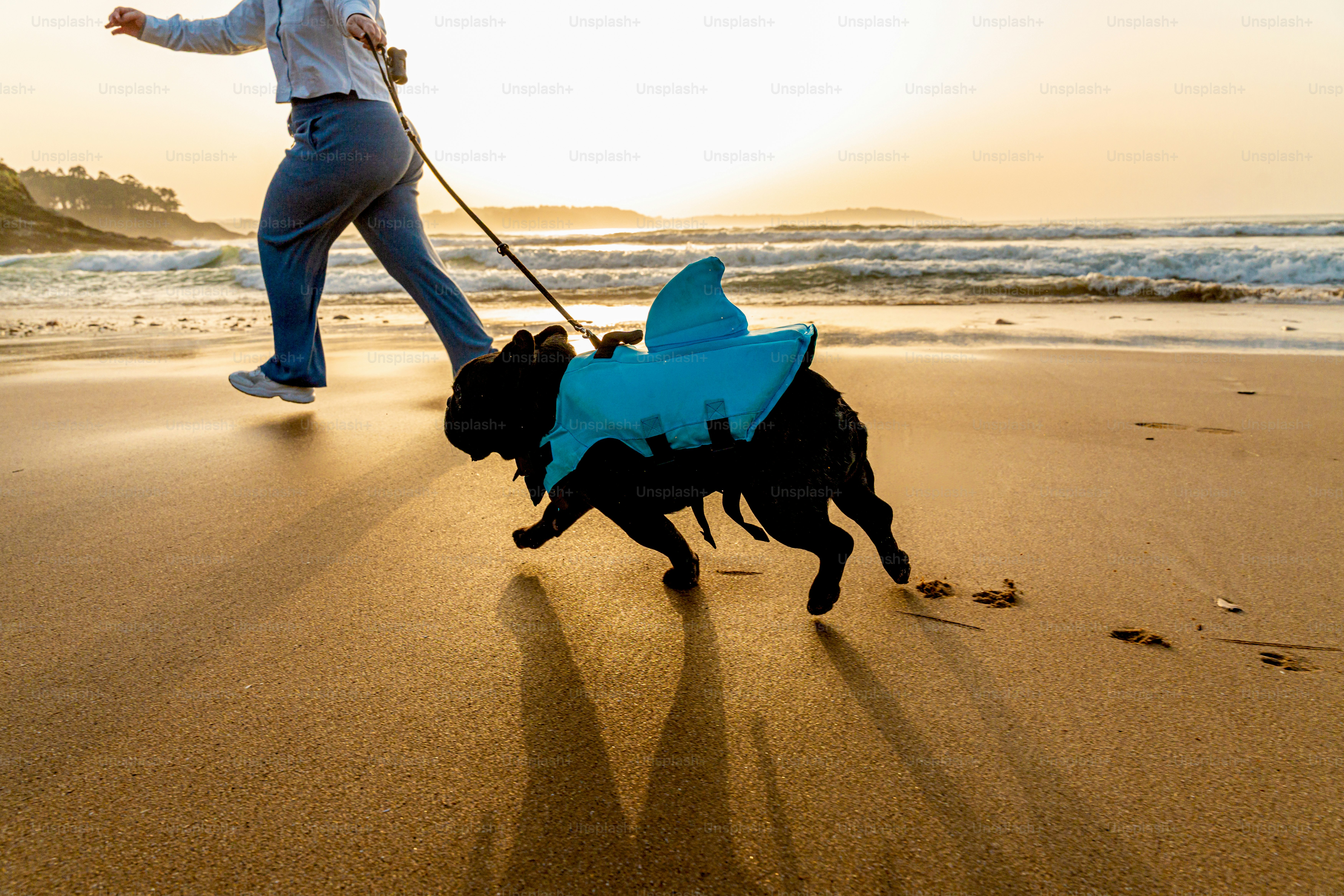 Person walks dog in shark costume on beach