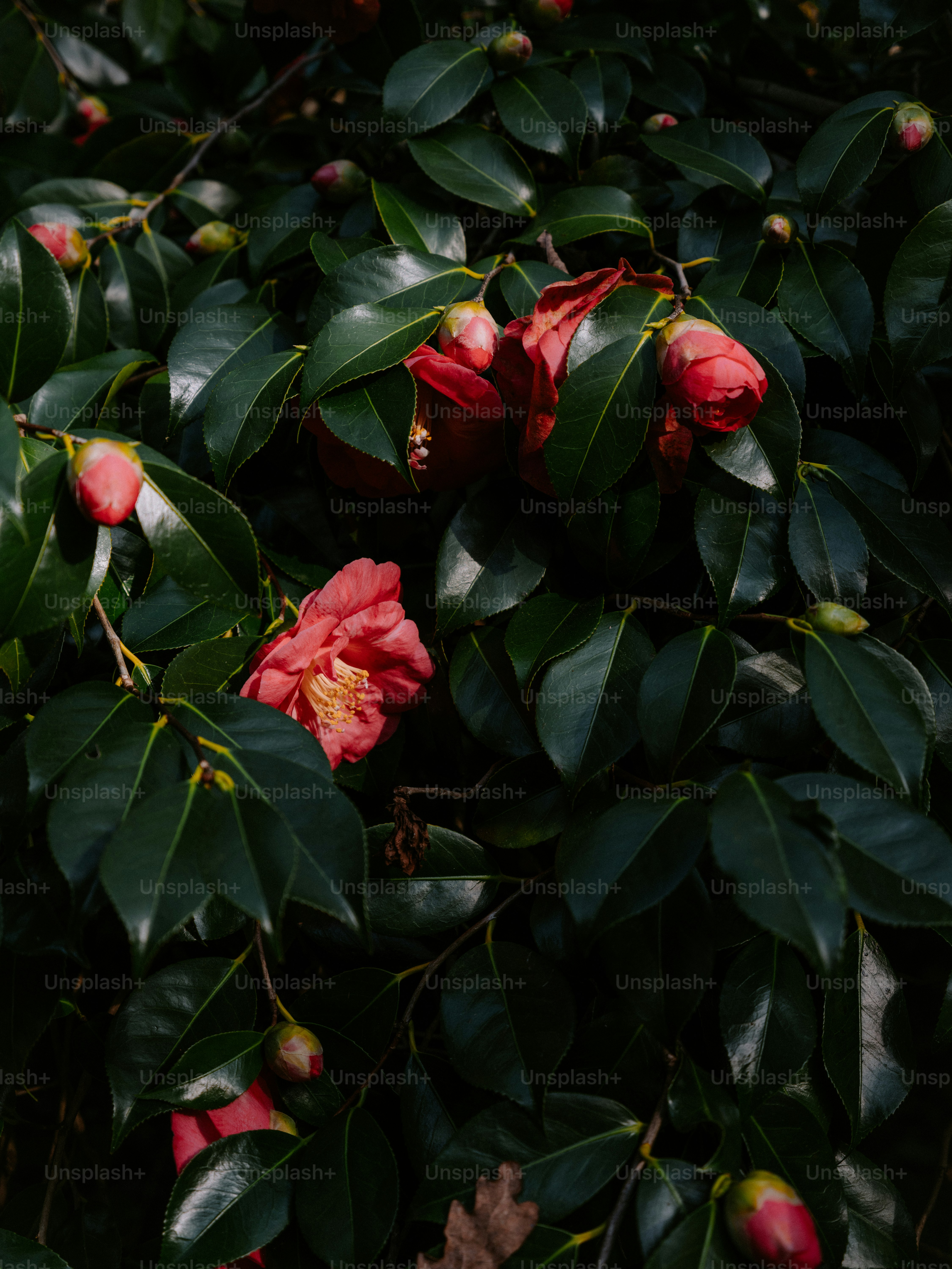 Red camellia flowers nestled among dark green leaves.