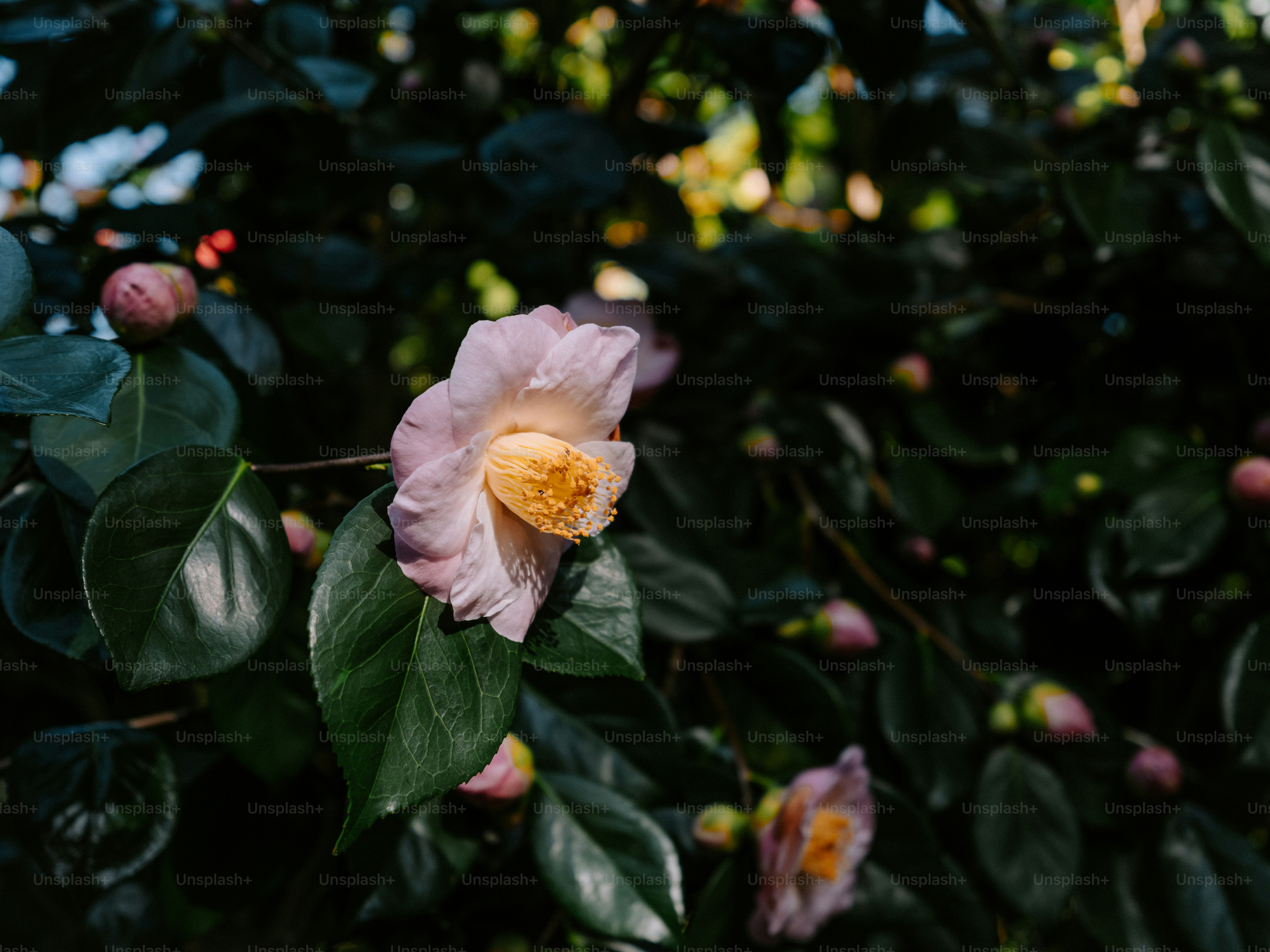 A delicate pink camellia flower blooms on a branch.