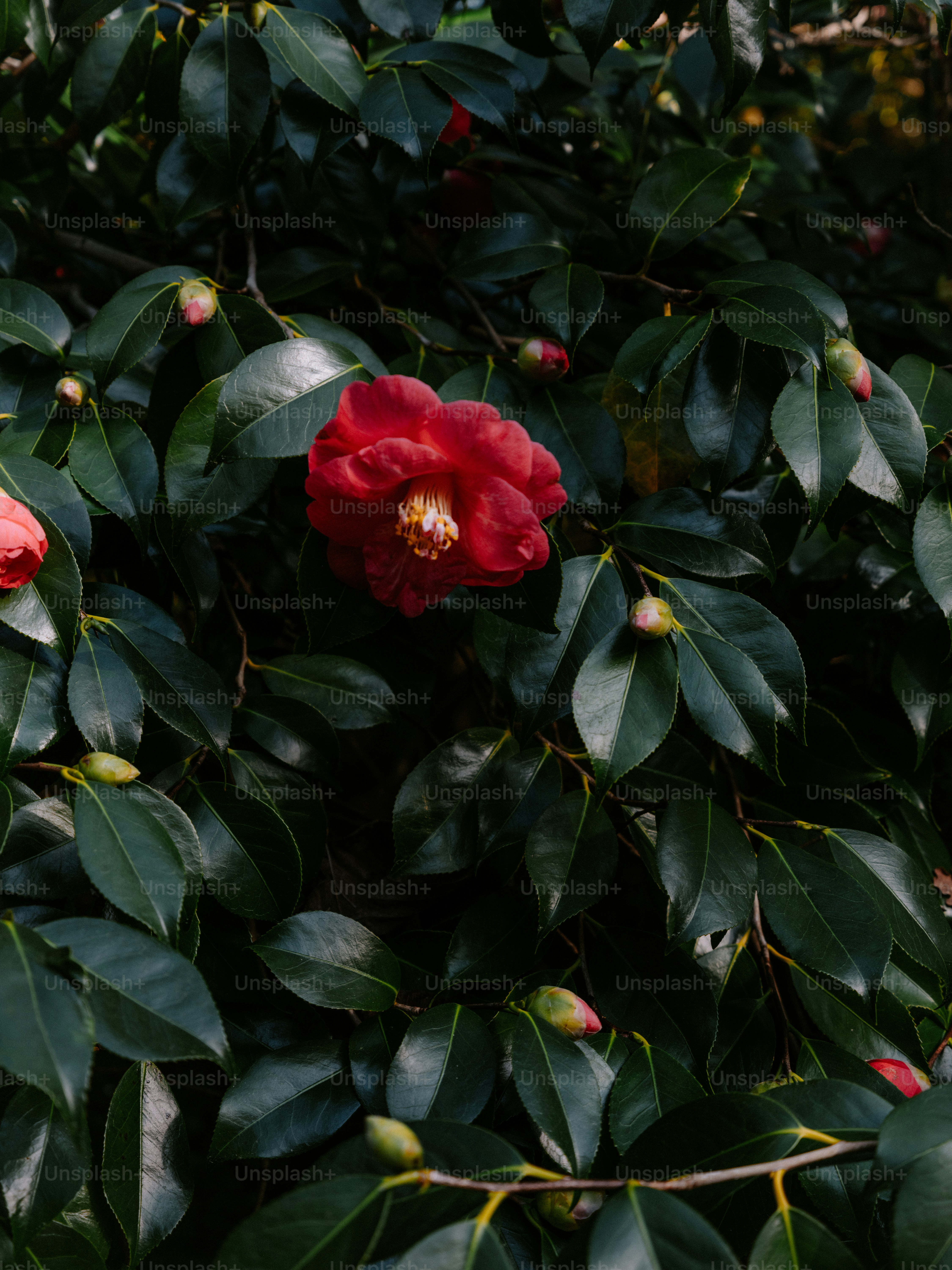 A single red camellia flower blooms amongst dark green leaves.