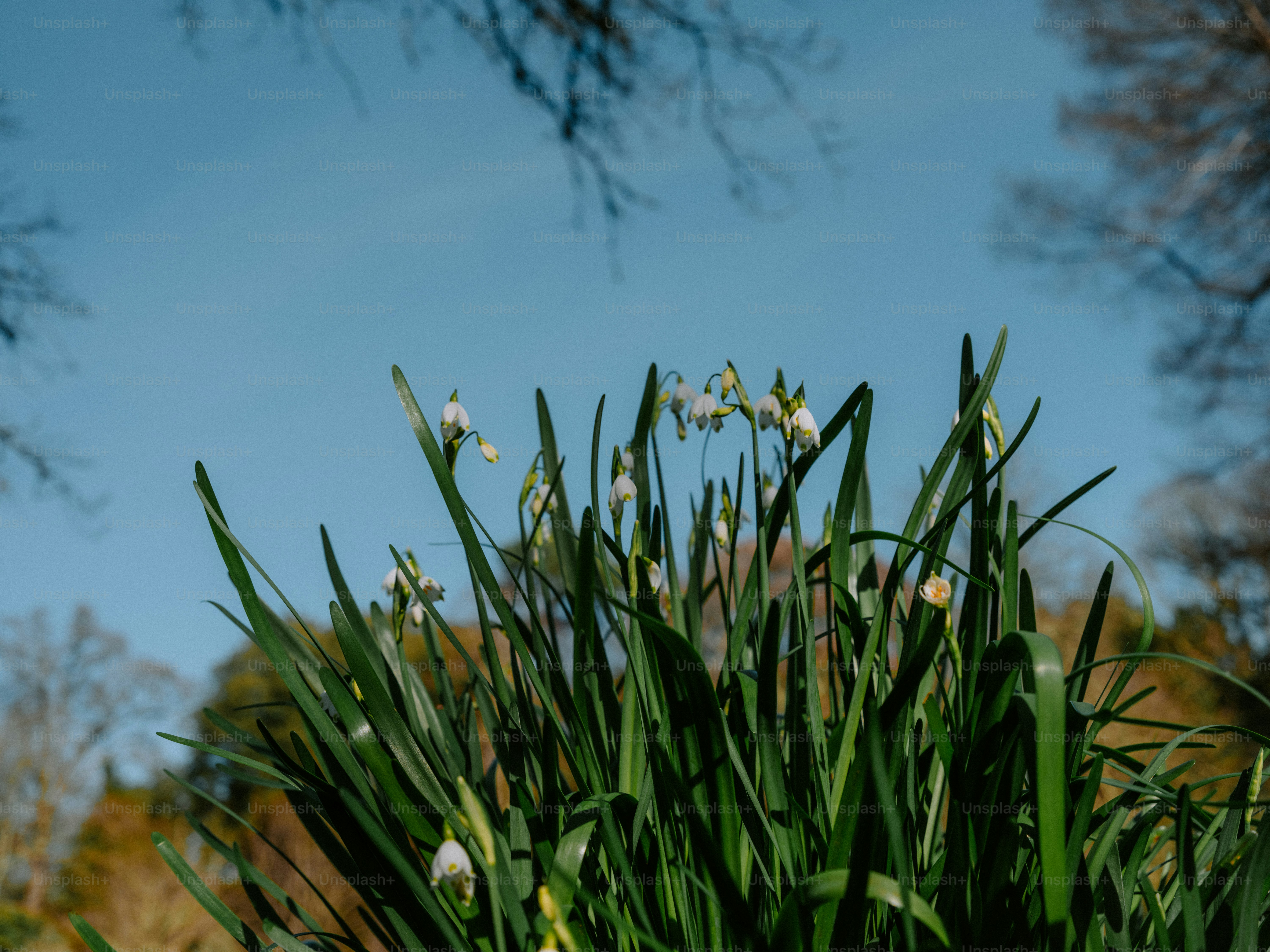 Delicate white snowdrop flowers bloom against a clear blue sky.