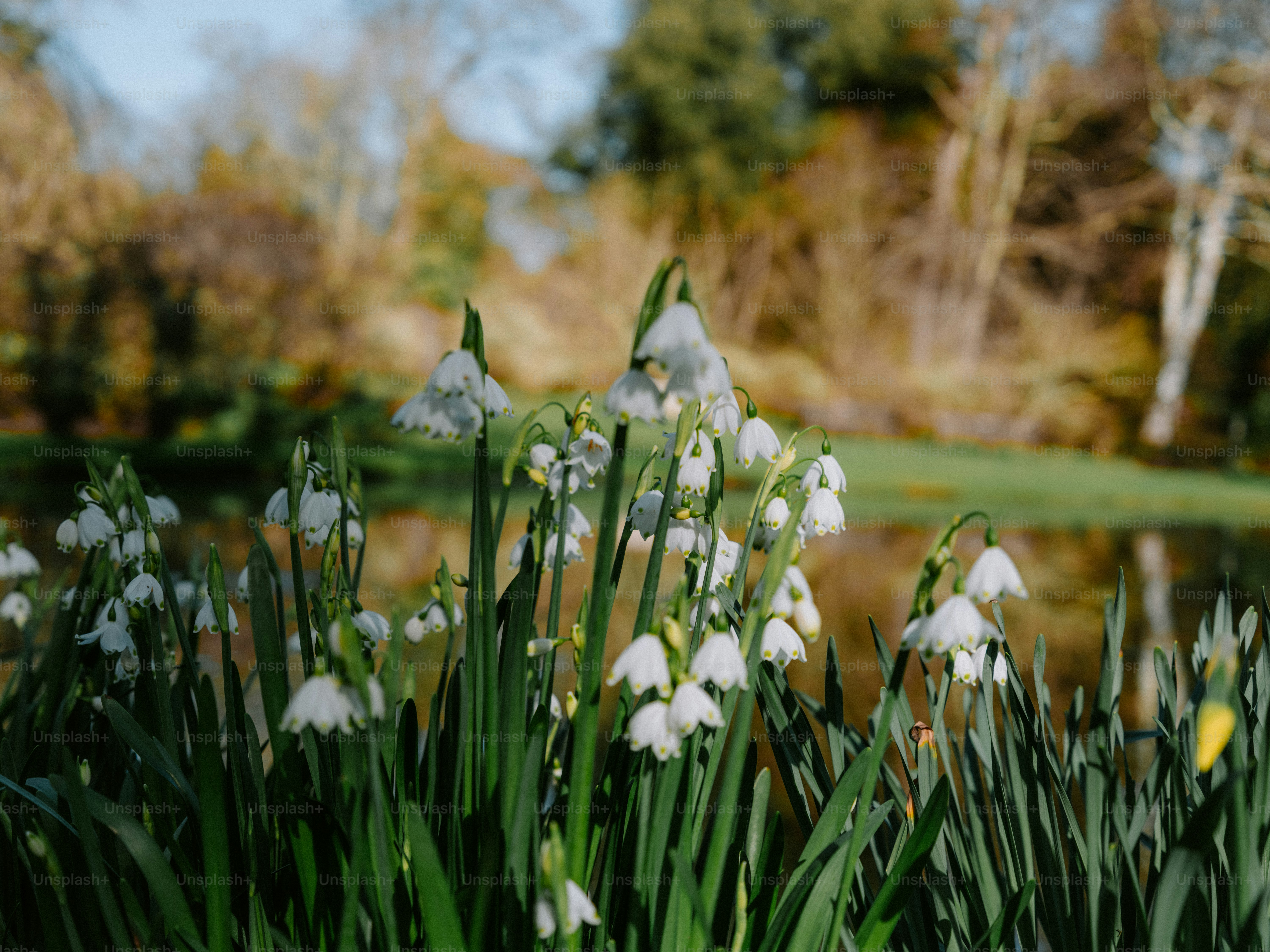 Snowdrops bloom beside a tranquil pond in a garden.