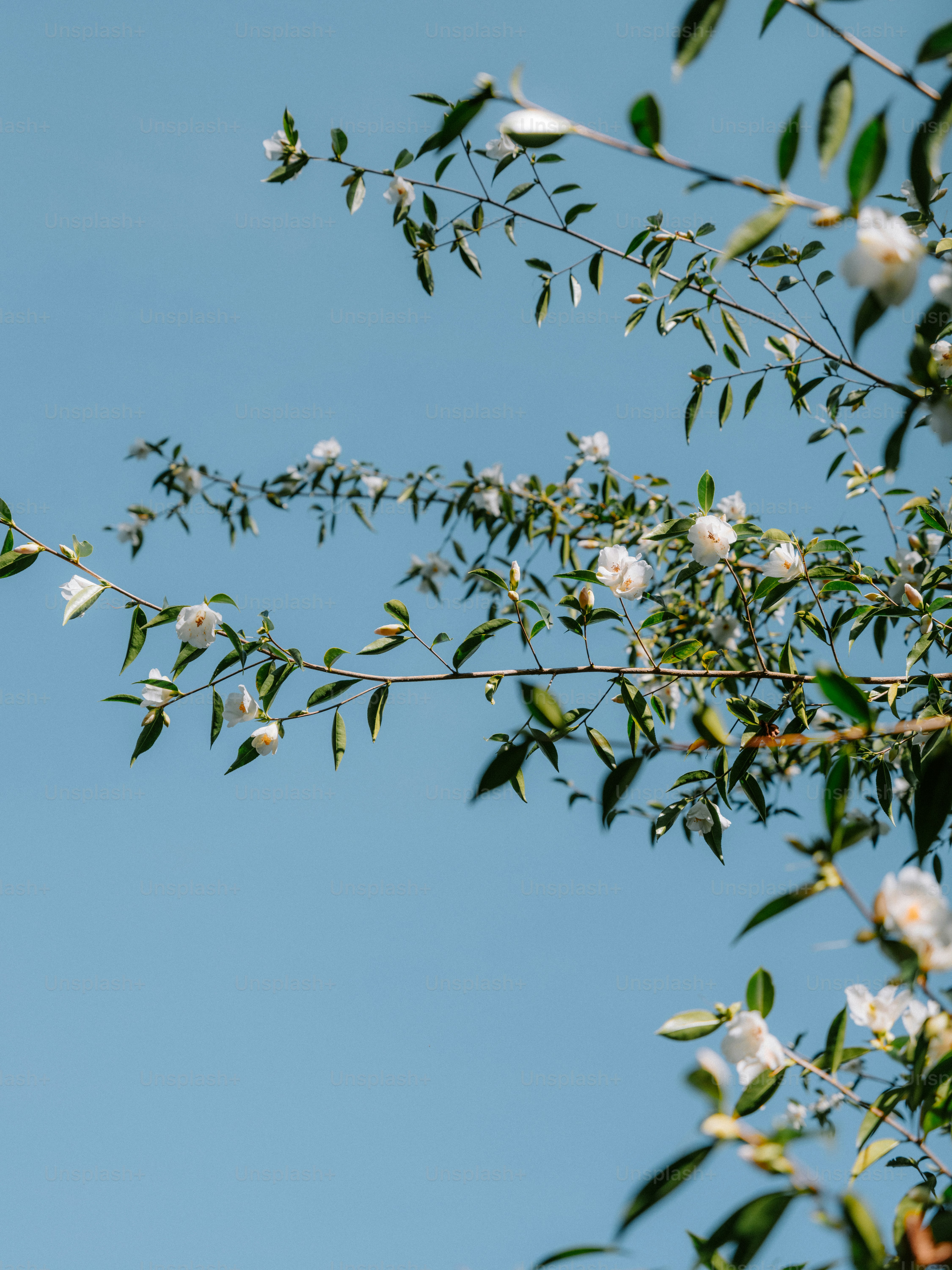 White flowers bloom on a tree against a blue sky