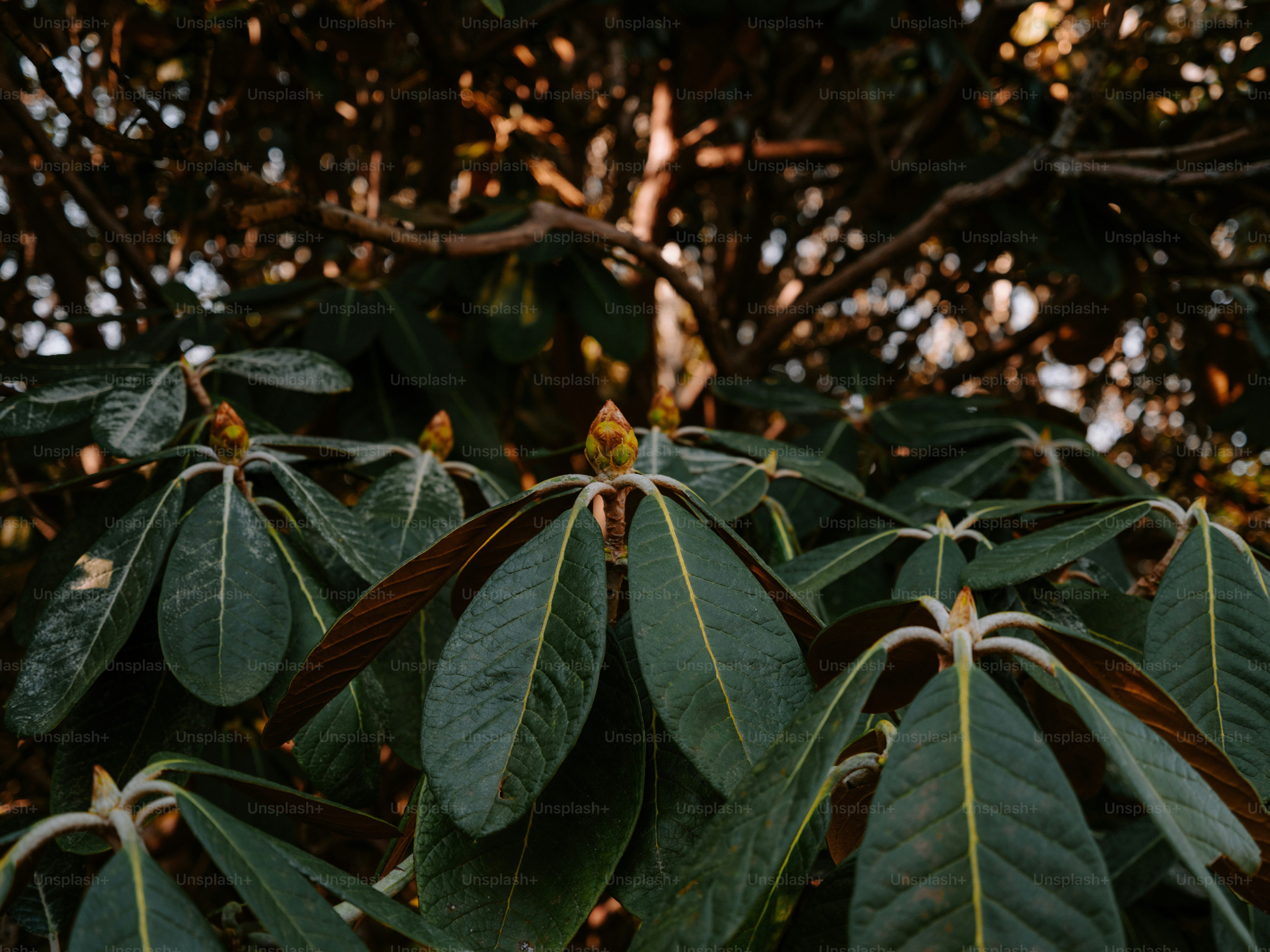 Close-up of unfurling rhododendron buds and leaves.