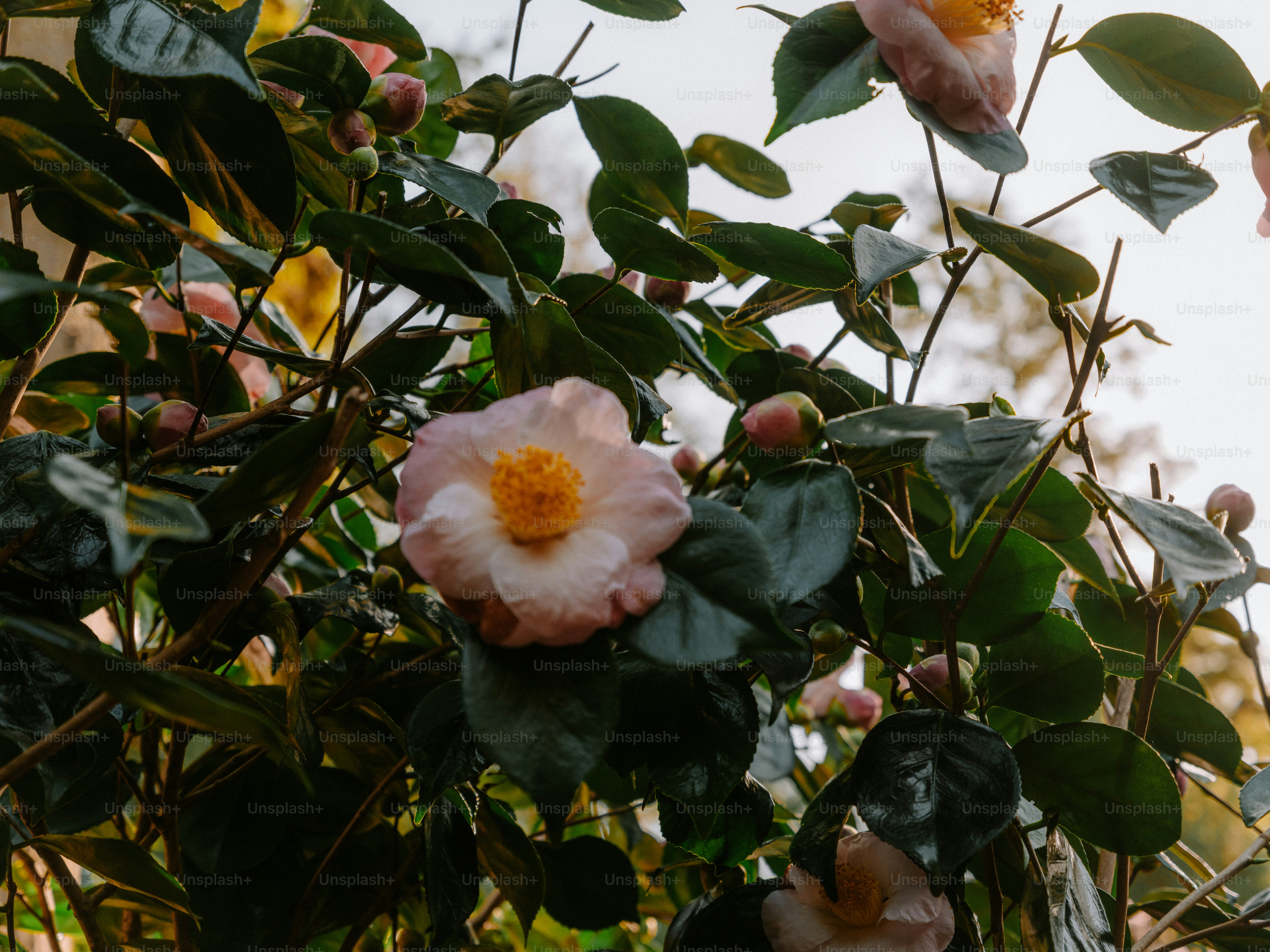 A delicate pink camellia flower blooms on a branch.