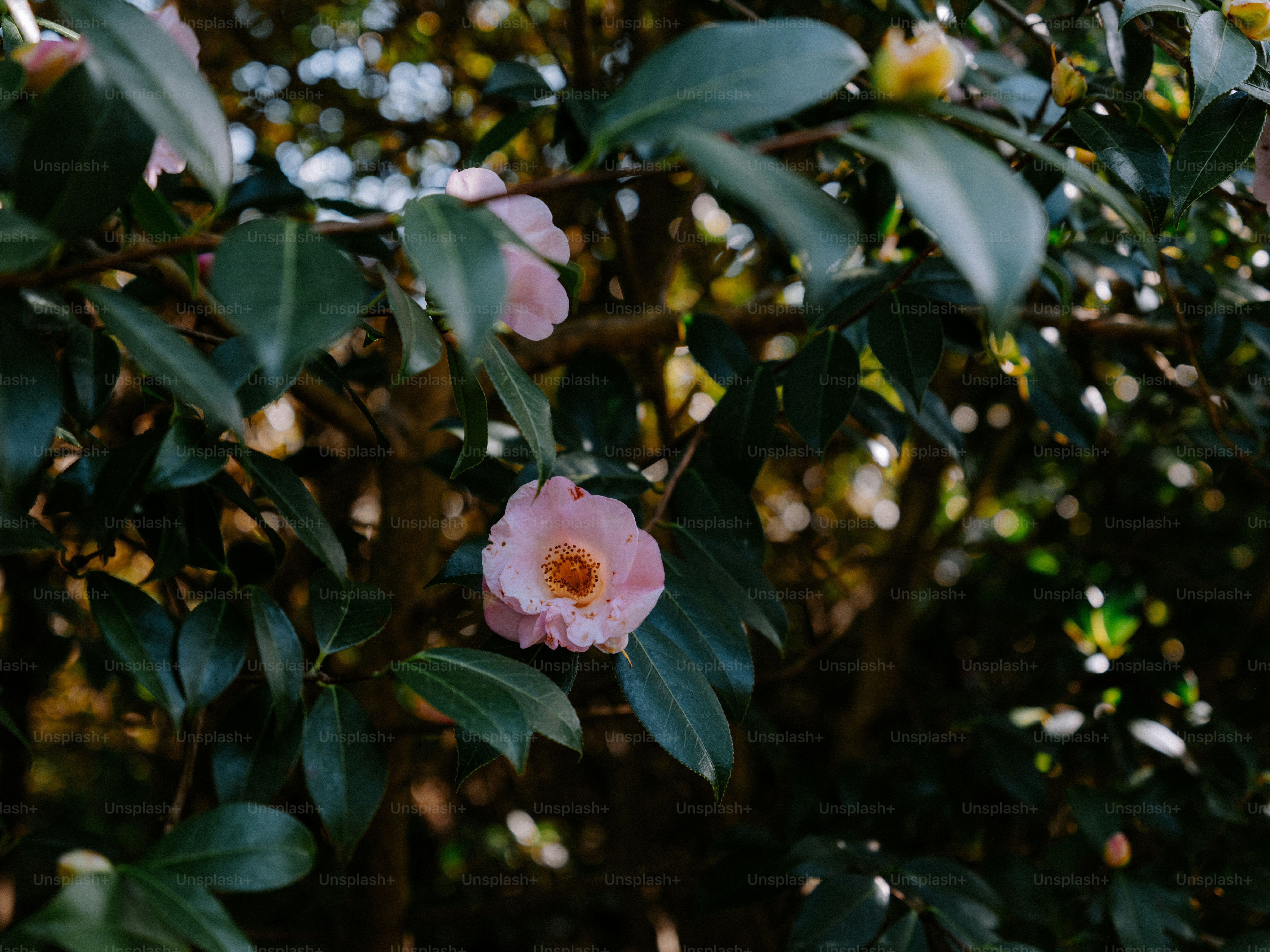 Delicate pink camellia flowers bloom on a leafy branch.
