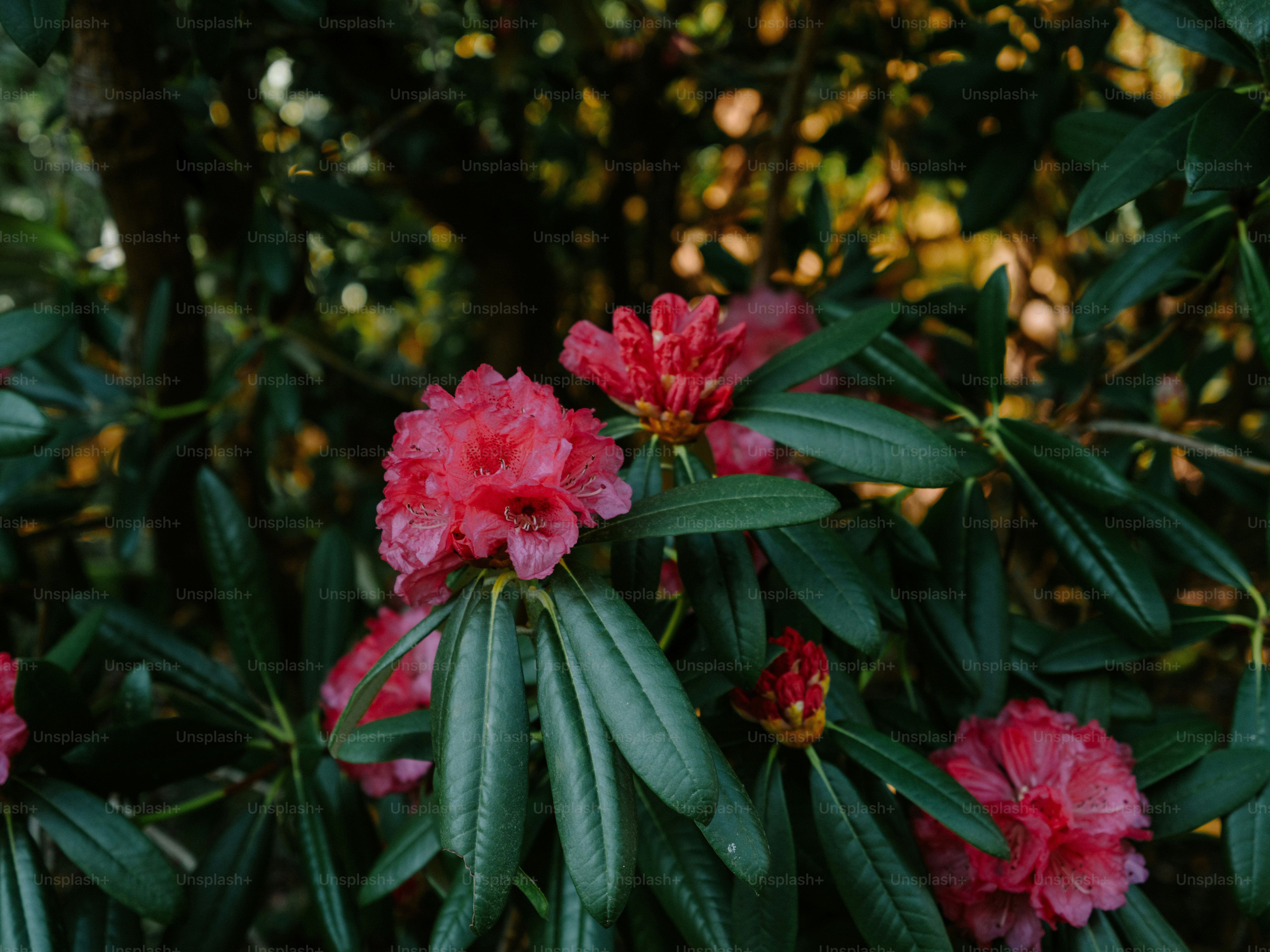 Pink rhododendron flowers bloom on a green bush.
