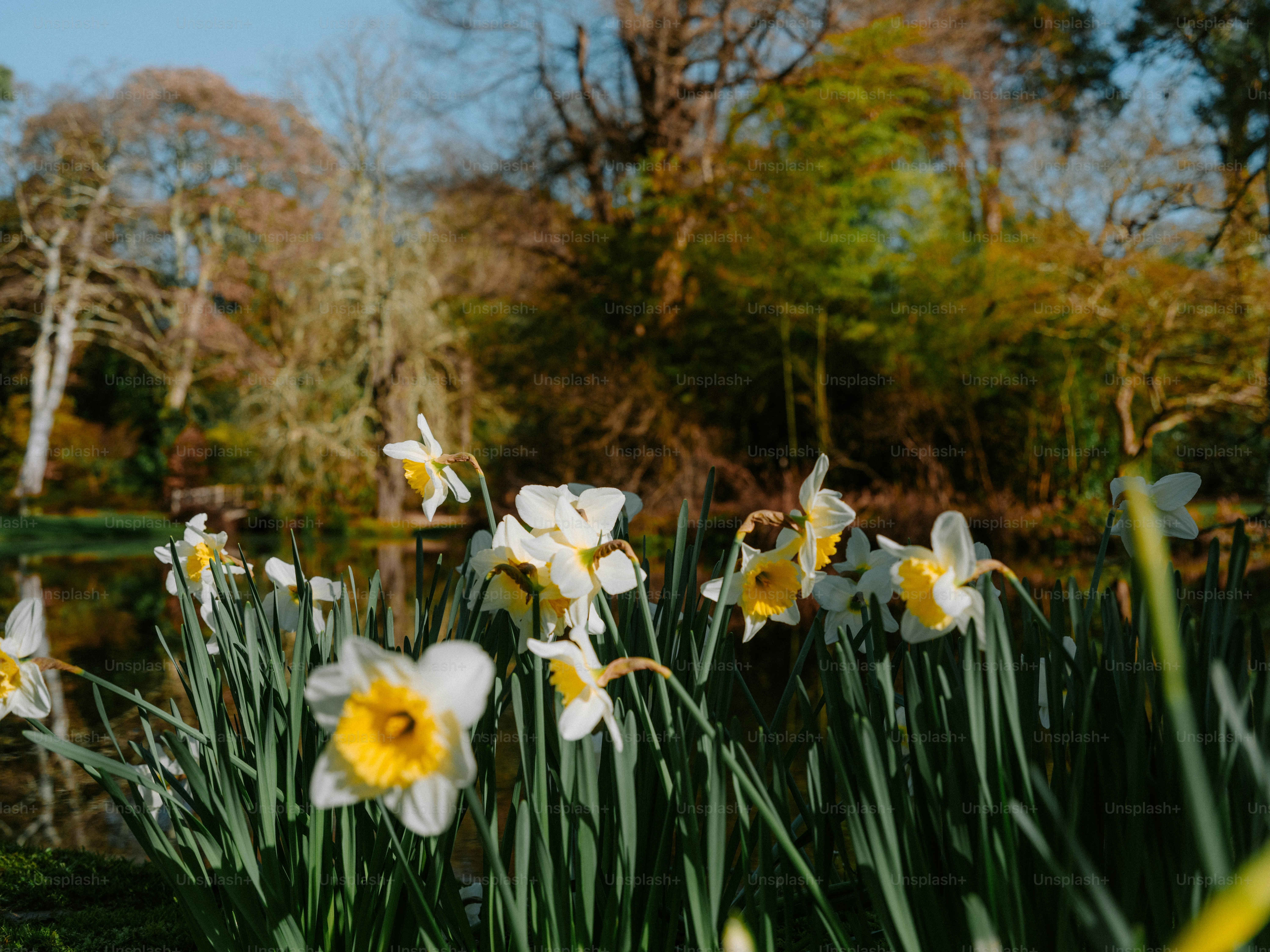 Daffodils bloom in a sunny garden with trees.