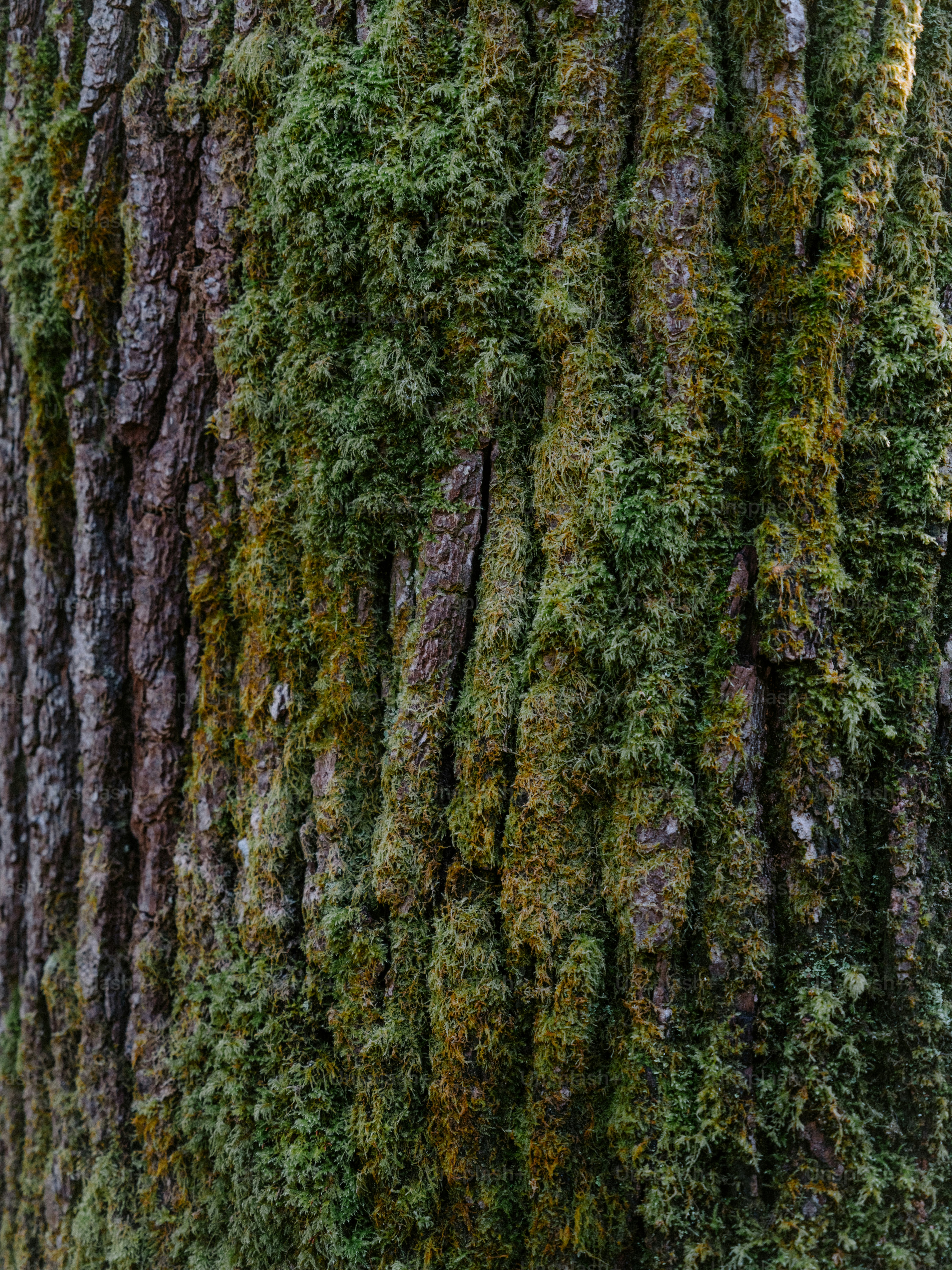 Close-up of moss growing on tree bark