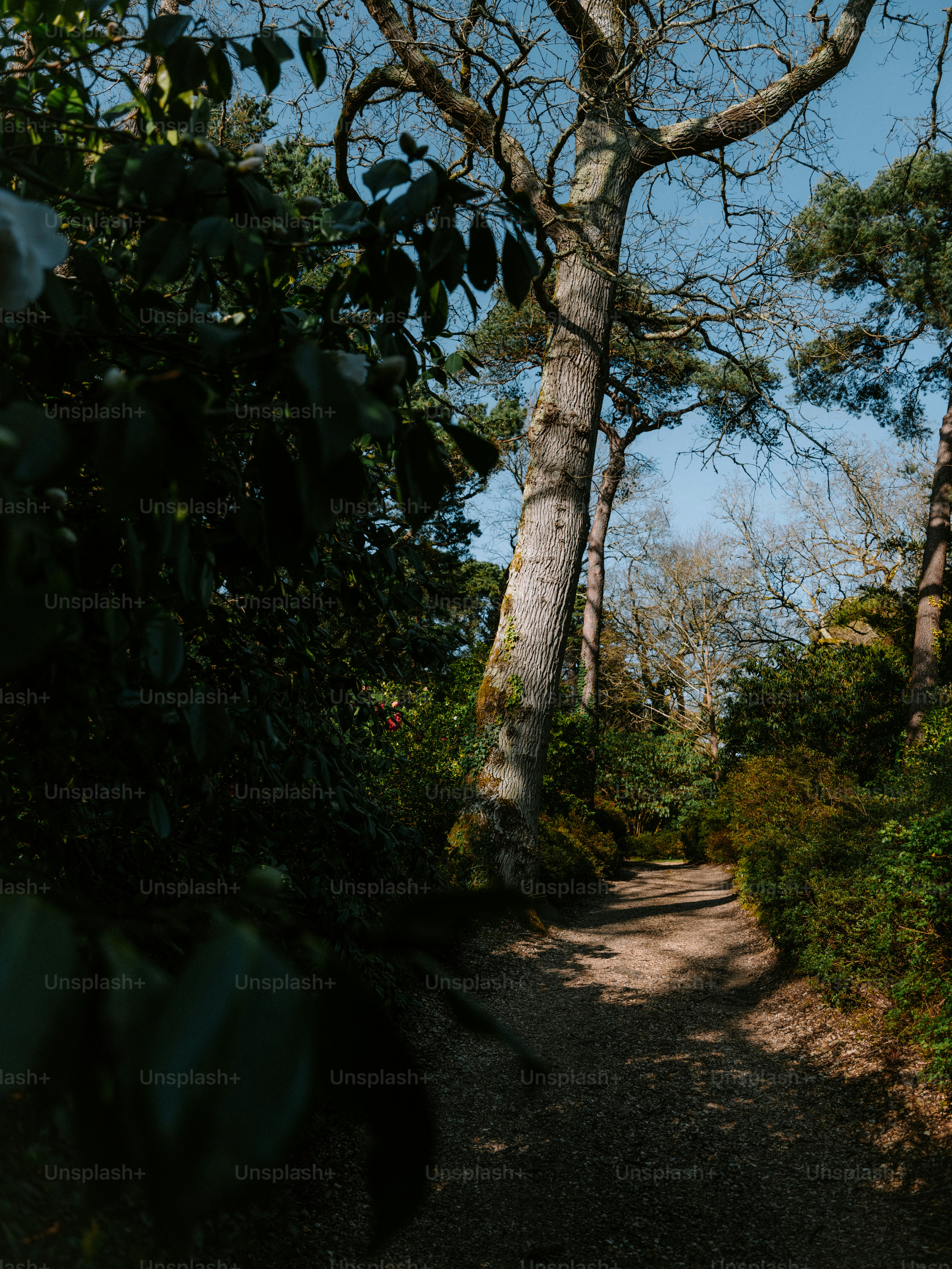 A winding path through a sun-dappled forest