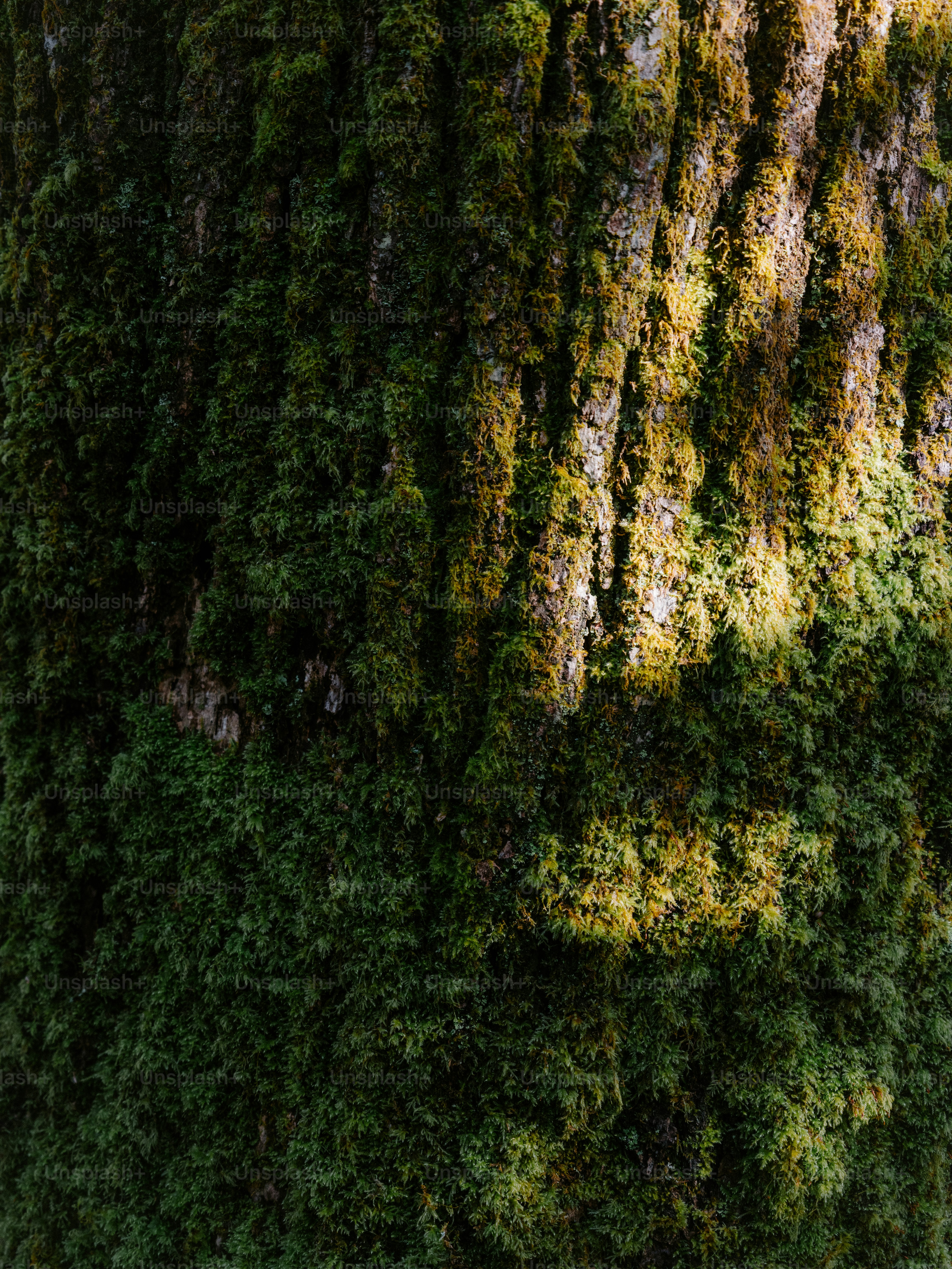 Close-up of a moss-covered tree trunk with dappled sunlight.