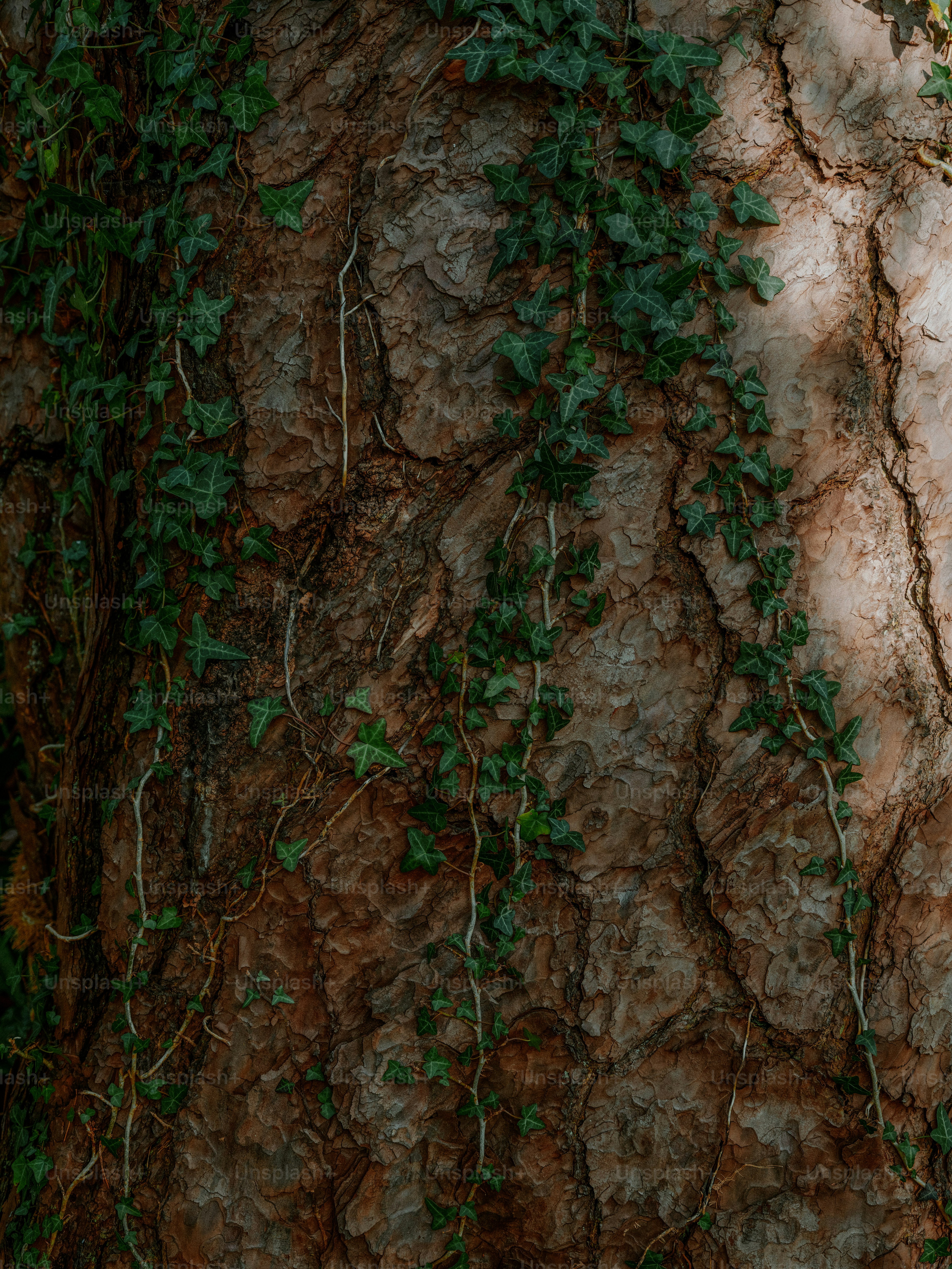 Green ivy vines growing on textured tree bark