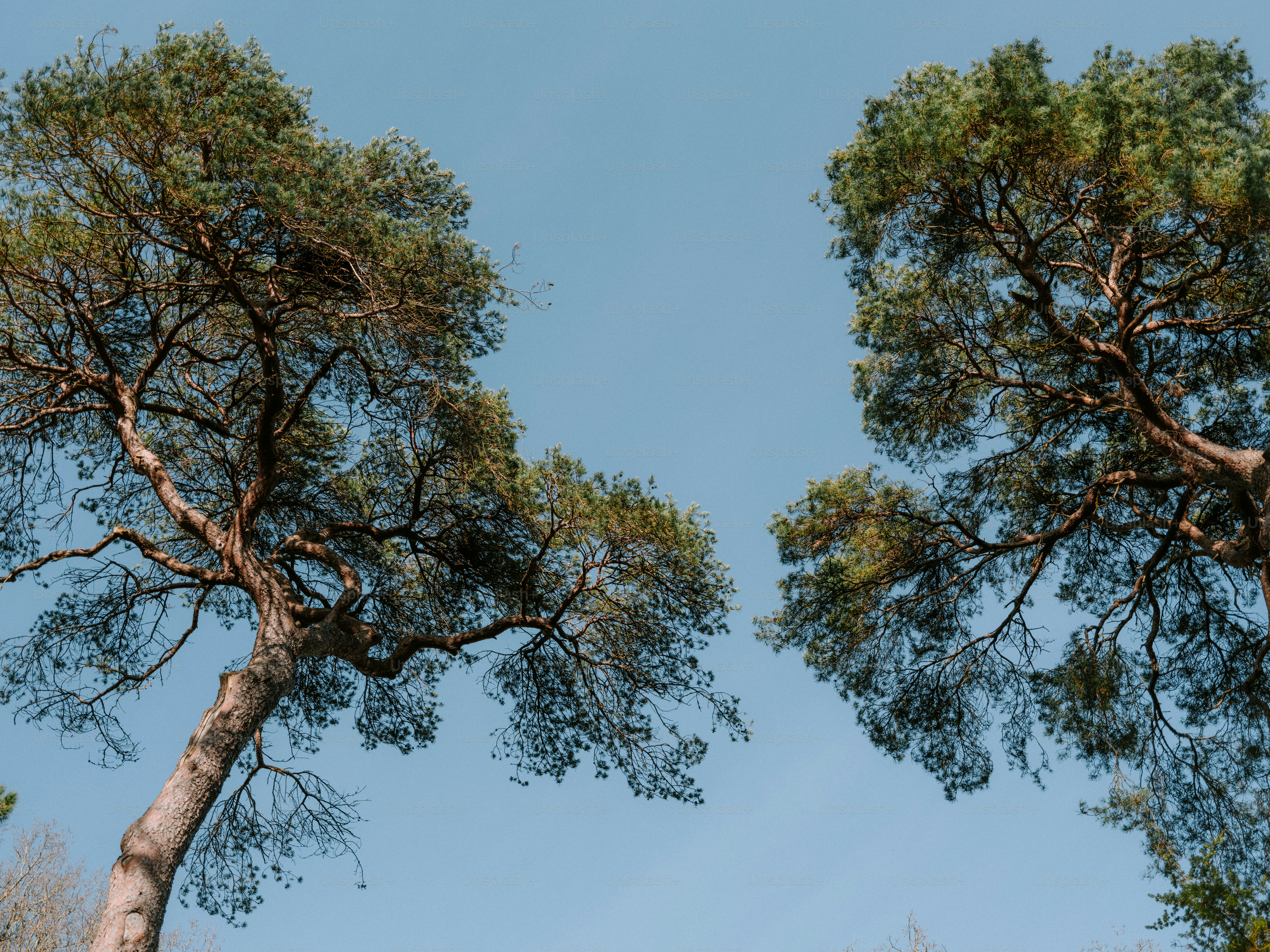 Two tall pine trees against a clear blue sky