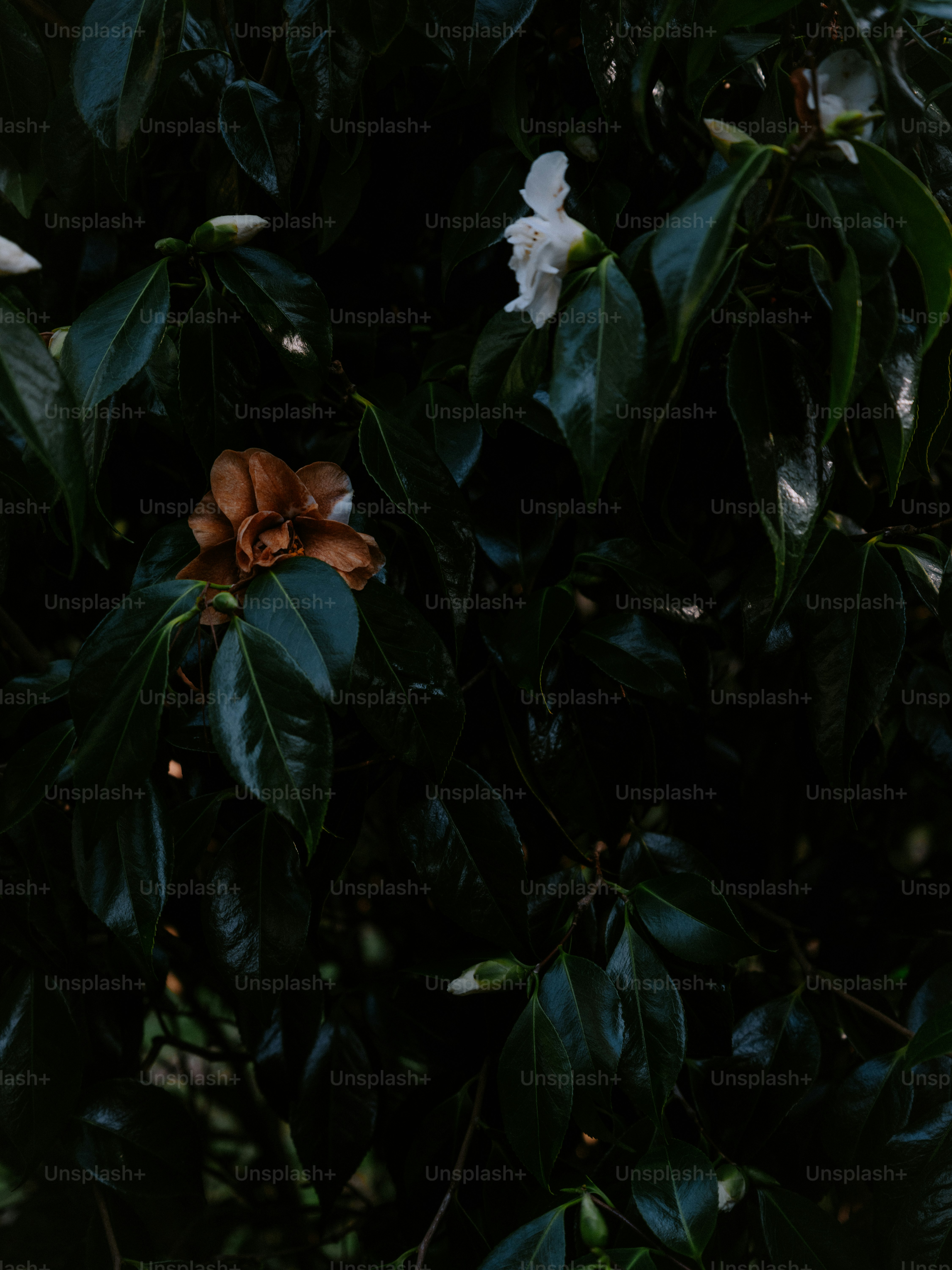 A wilted brown flower next to a white bloom.