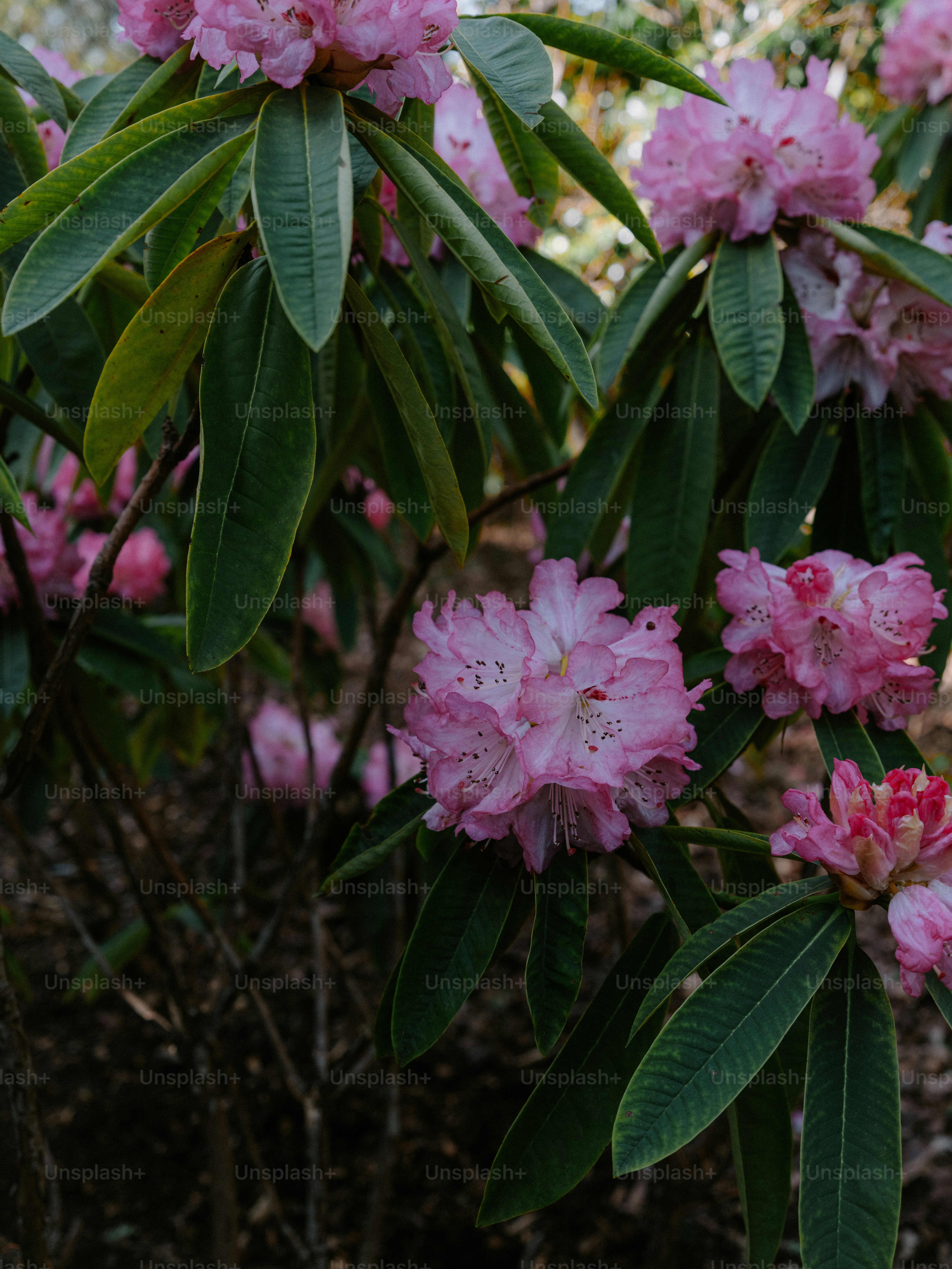 Pink rhododendron flowers bloom on a bush. photo – Flowers Image on ...