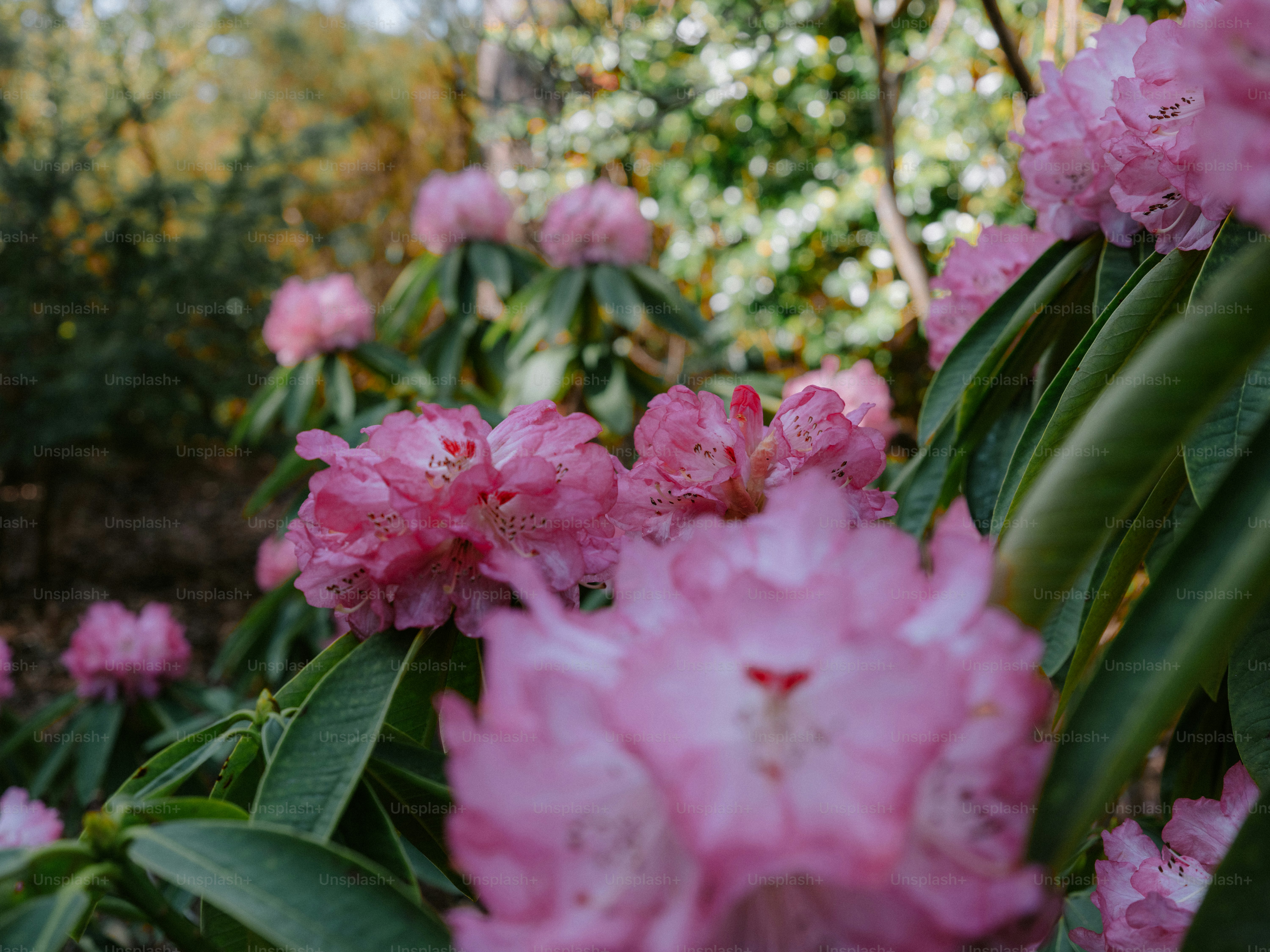 Pink rhododendron flowers bloom in a garden.