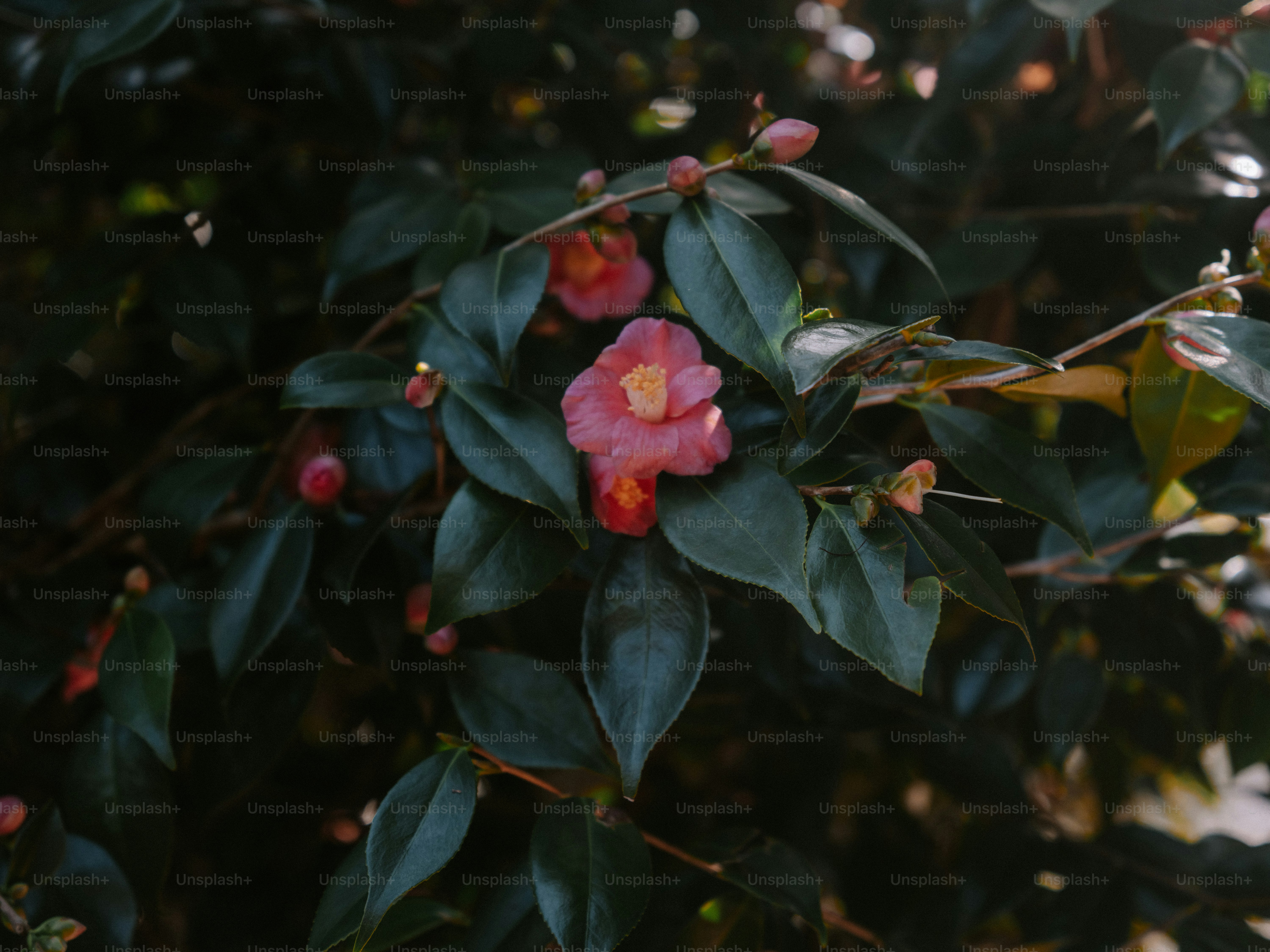 Pink camellia flowers bloom on a dark green bush.