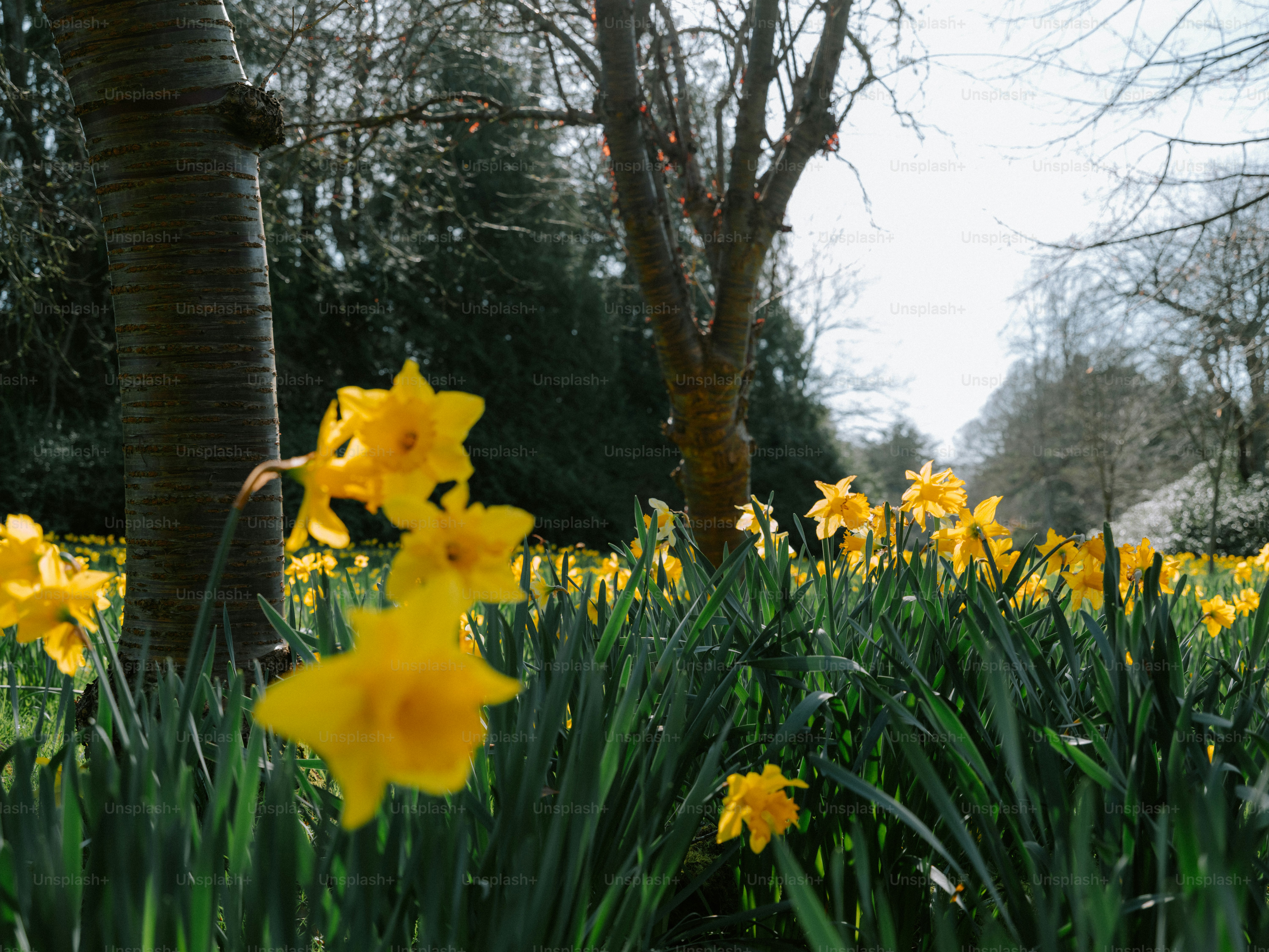 Field of yellow daffodils in a park photo – Flowers Image on Unsplash