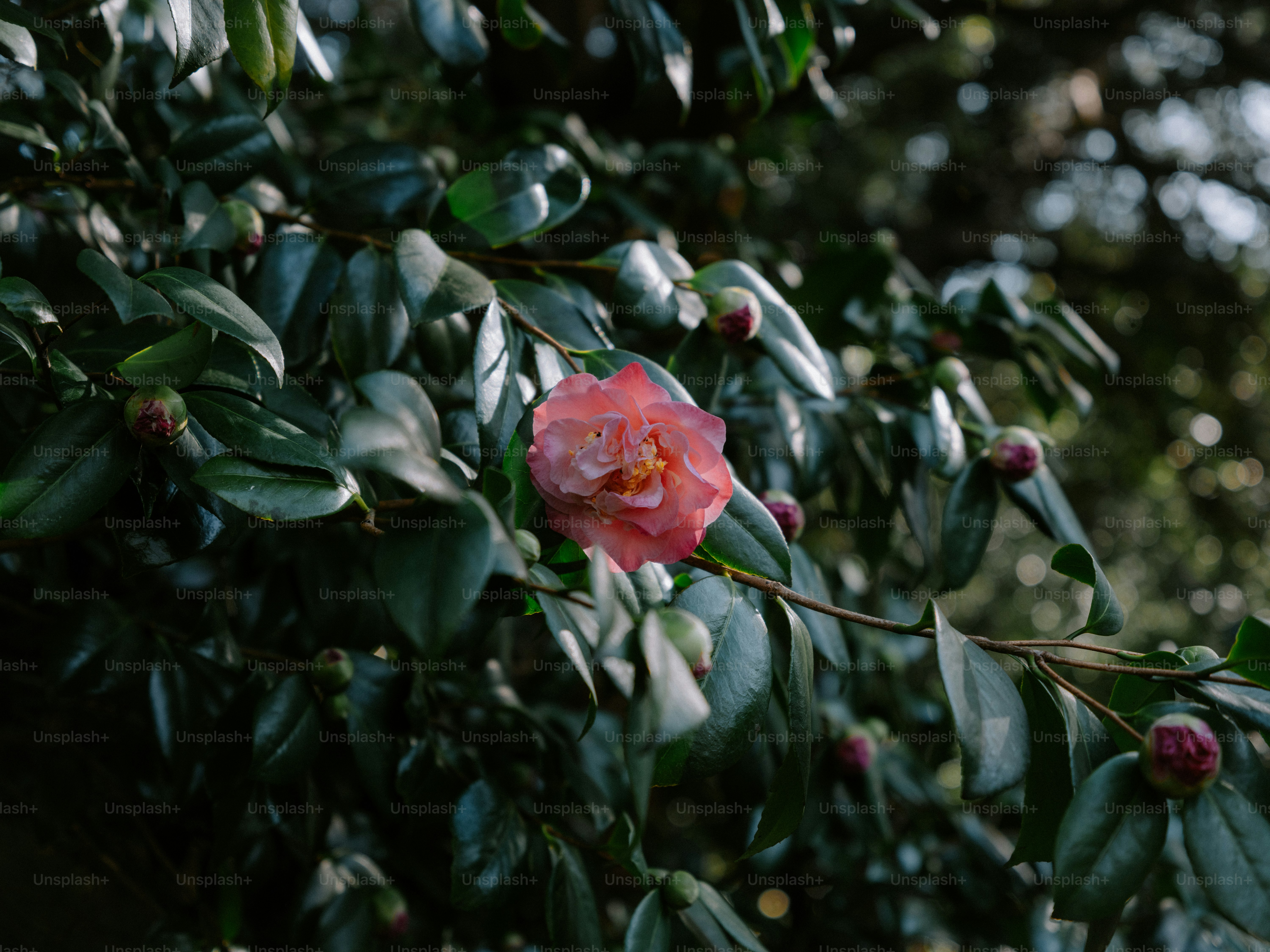 A single pink camellia flower blooms on a branch.