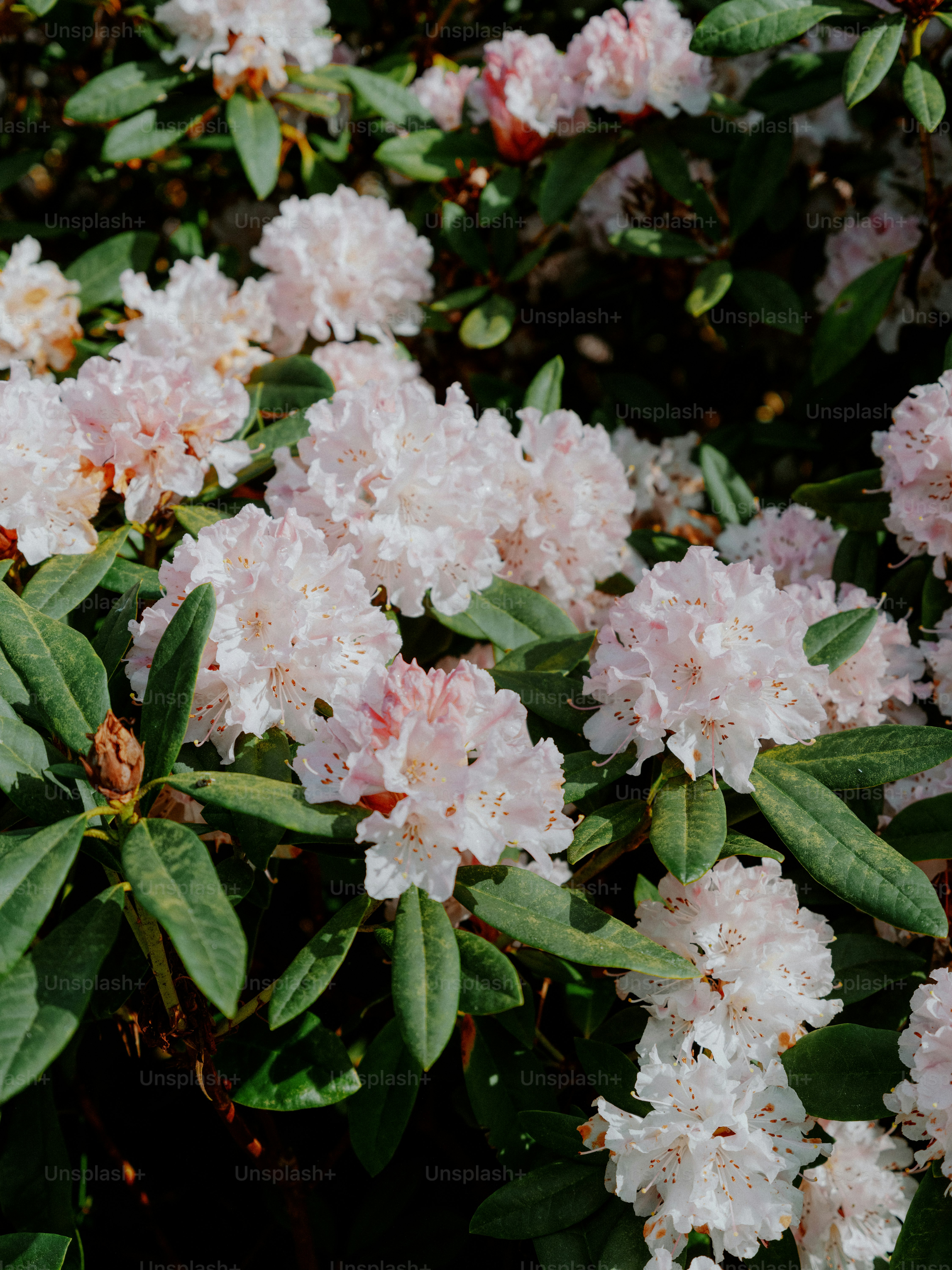 Clusters of delicate pink and white rhododendron flowers bloom.