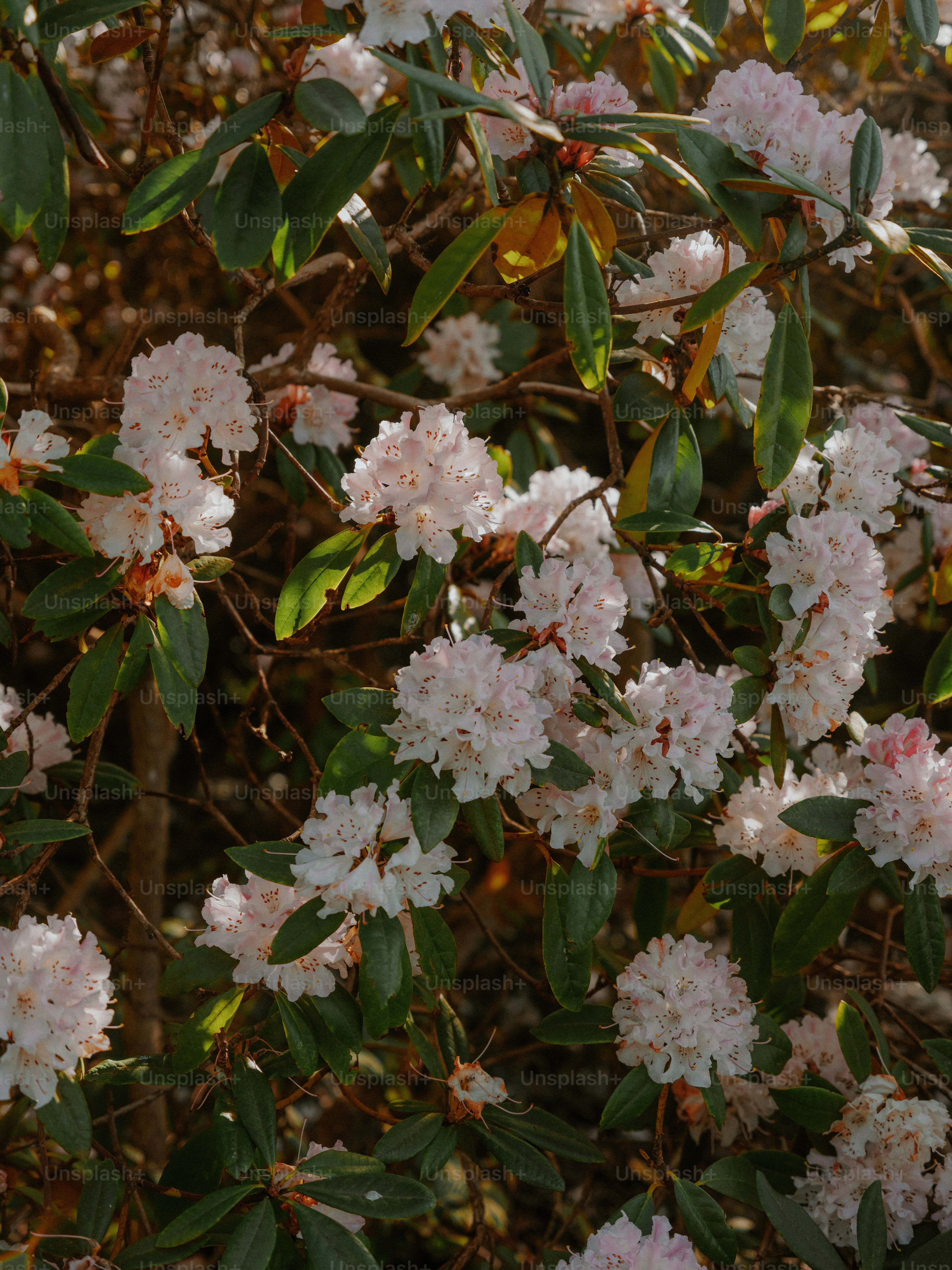 Clusters of delicate white rhododendron flowers bloom on branches.