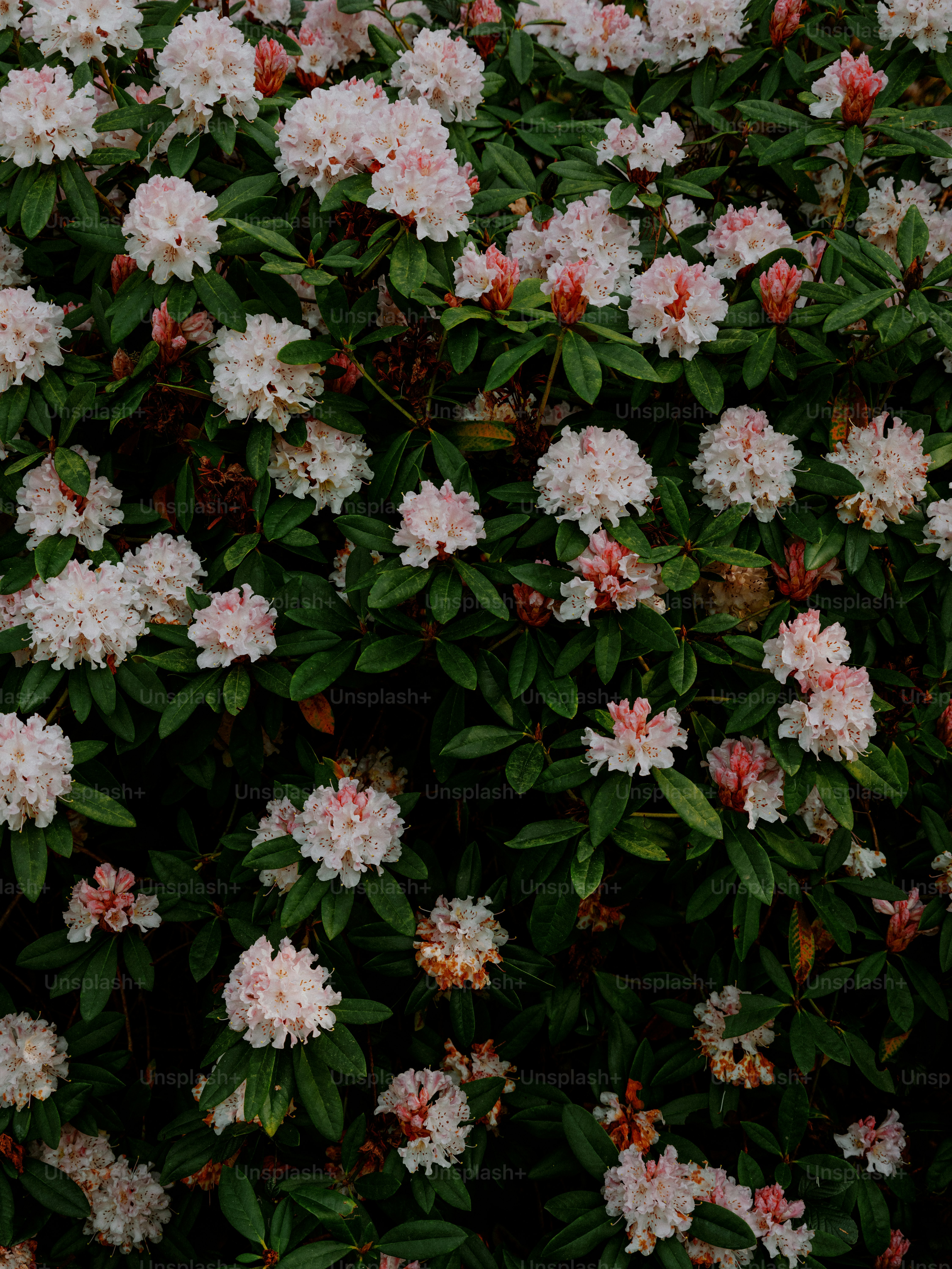 A bush full of light pink rhododendron flowers.