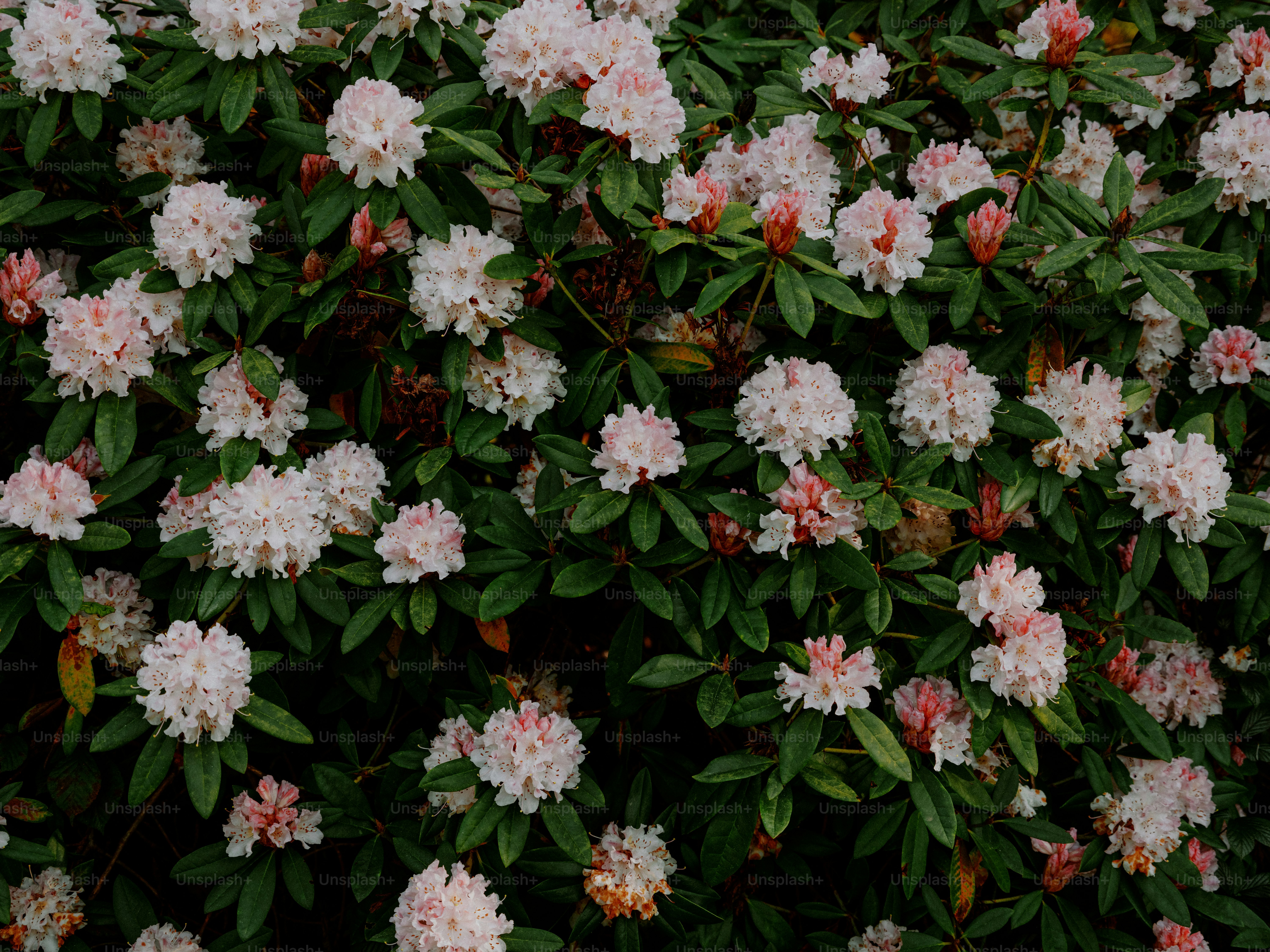 A bush with many clusters of light pink flowers.