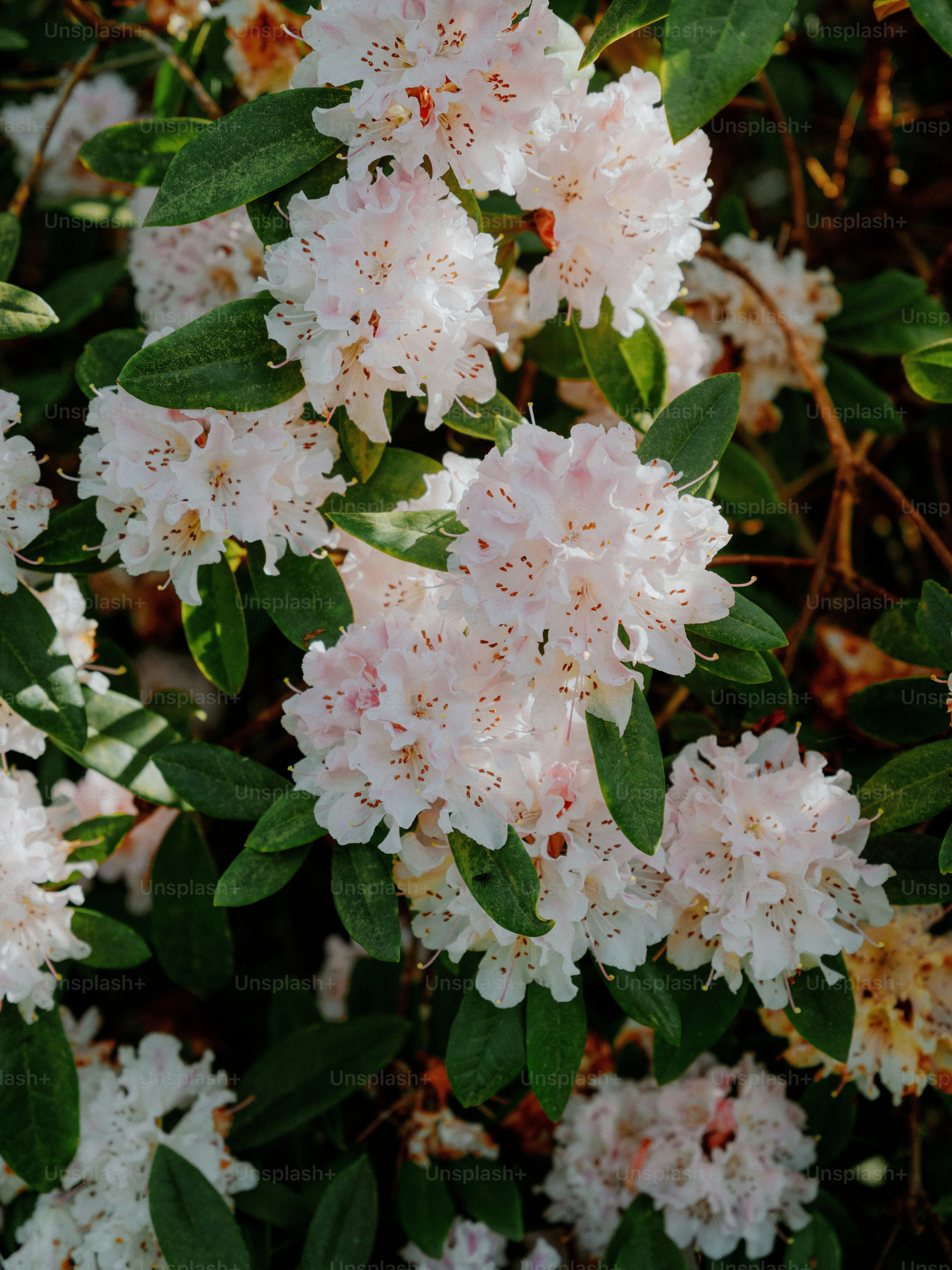 Delicate white rhododendron flowers bloom on a bush
