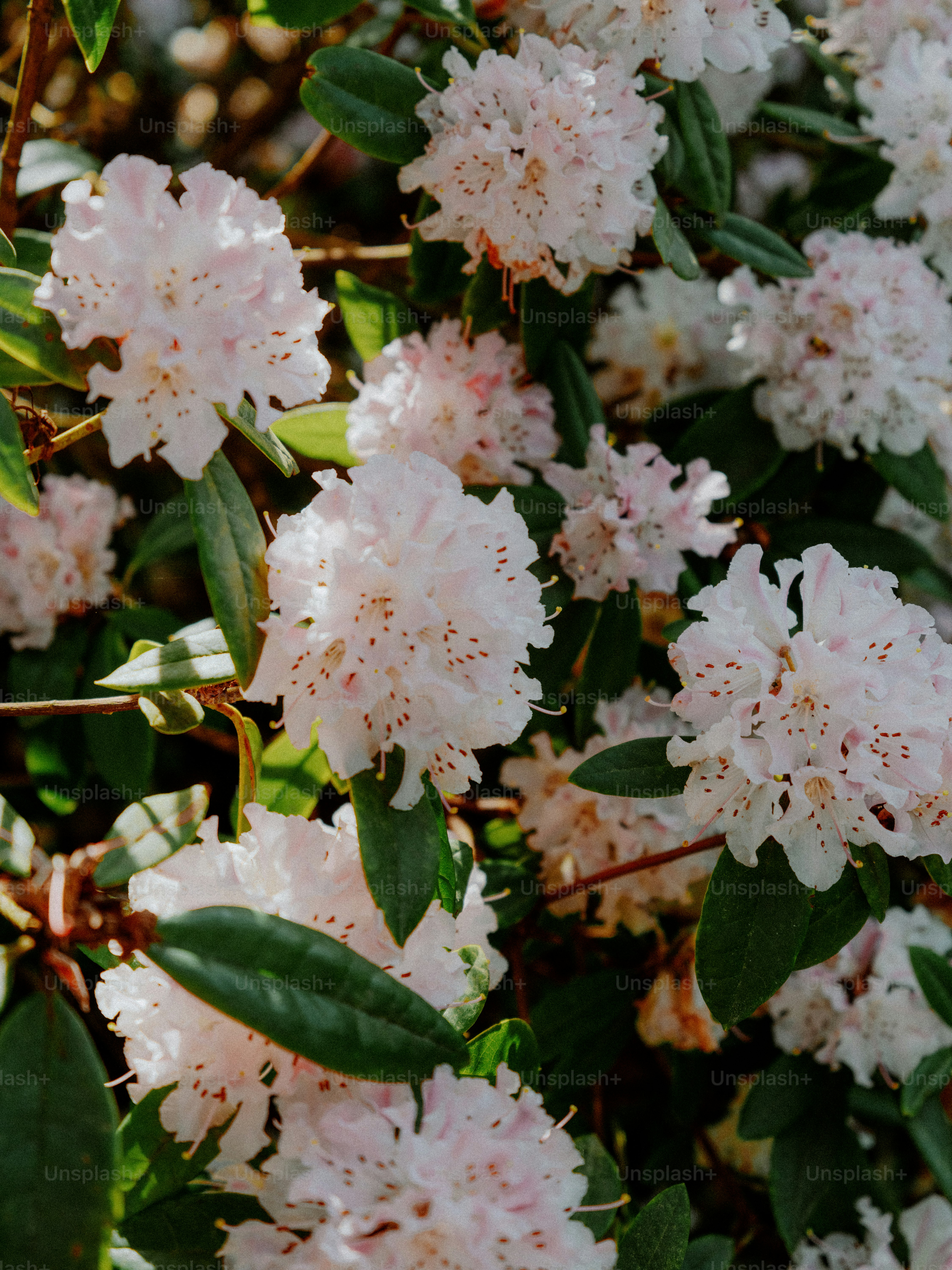 Delicate pale pink rhododendron flowers bloom on a bush.