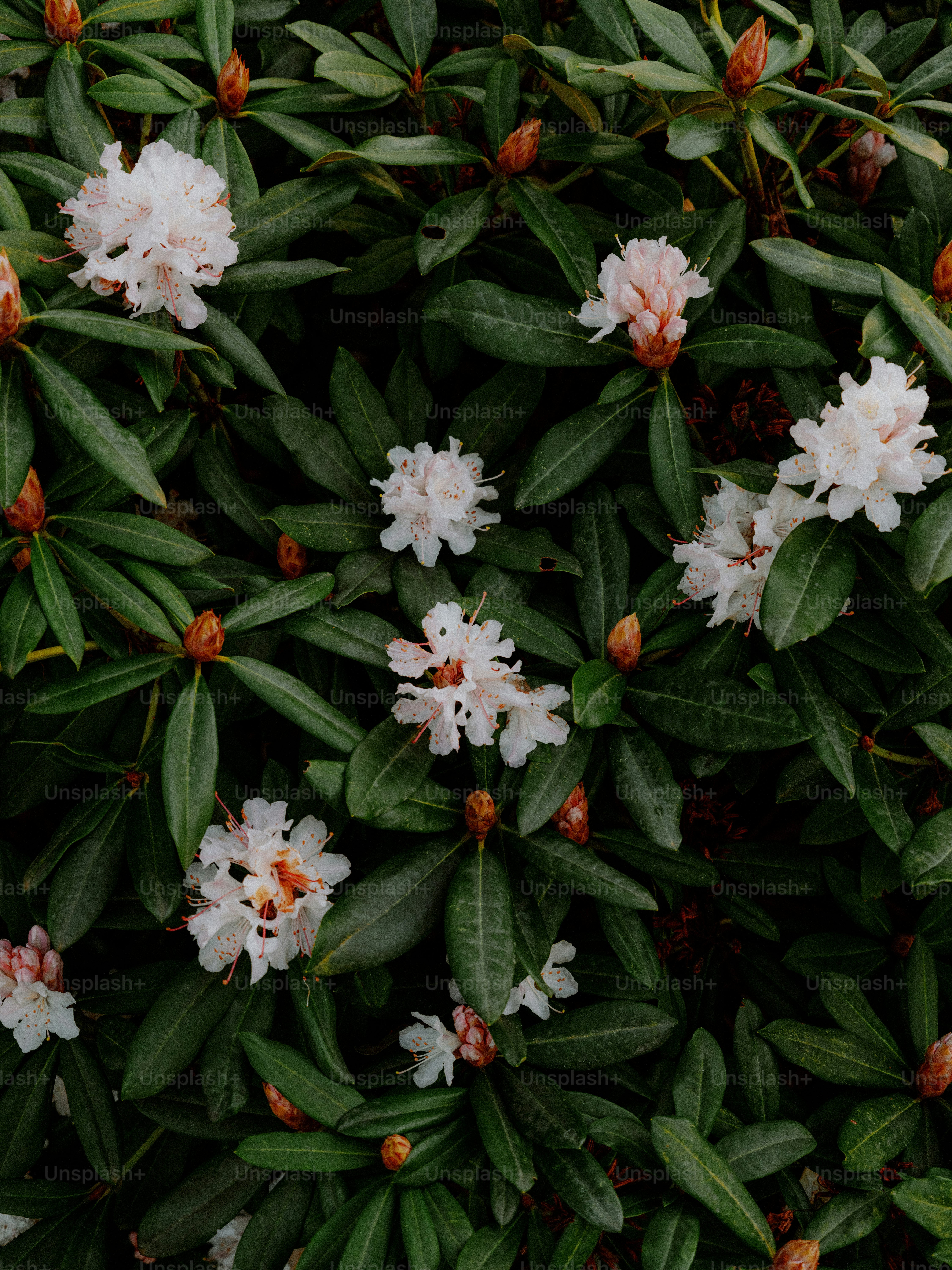 Delicate white flowers bloom amidst lush green foliage.
