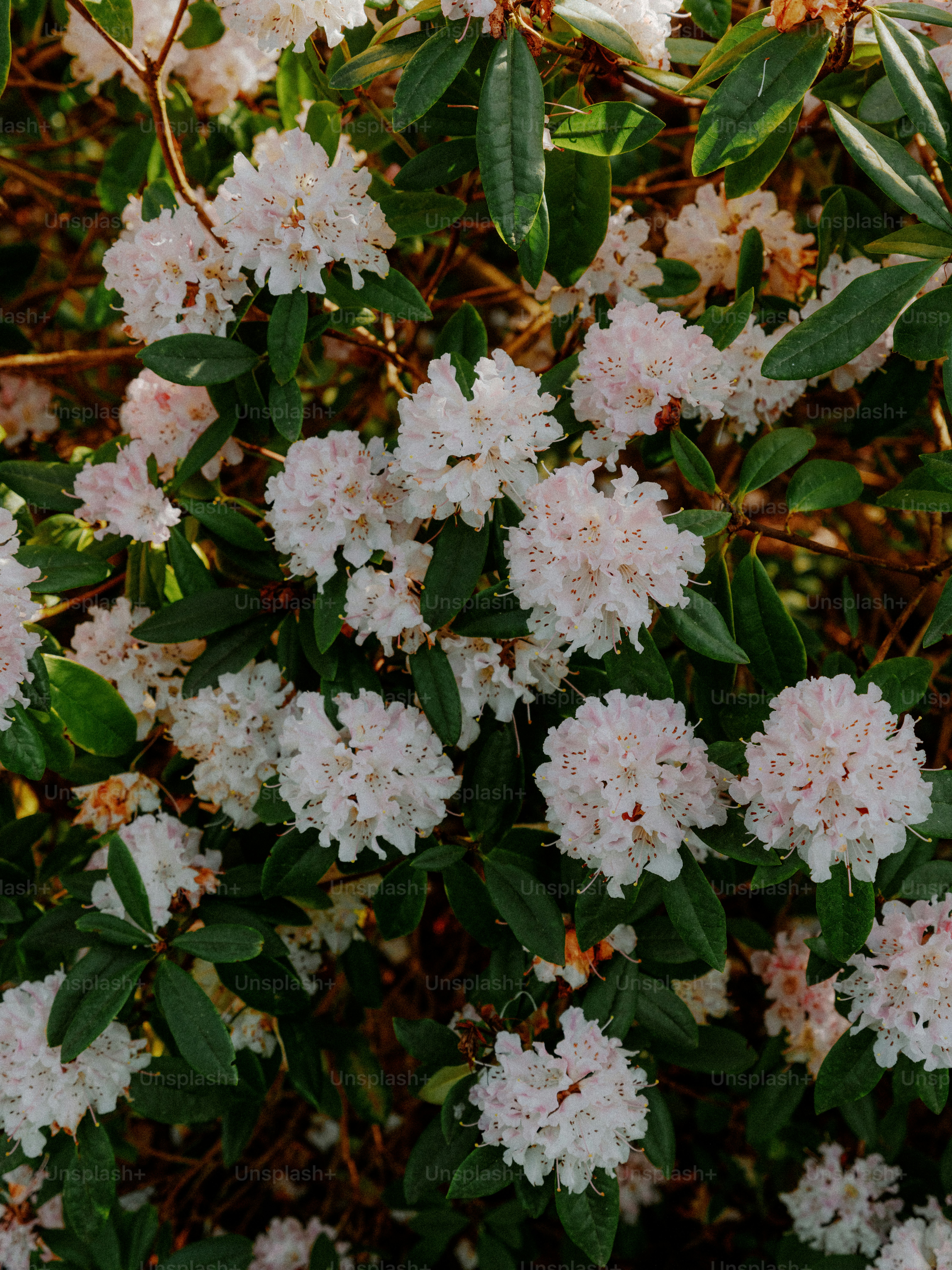 Cluster of white rhododendron flowers with green leaves.