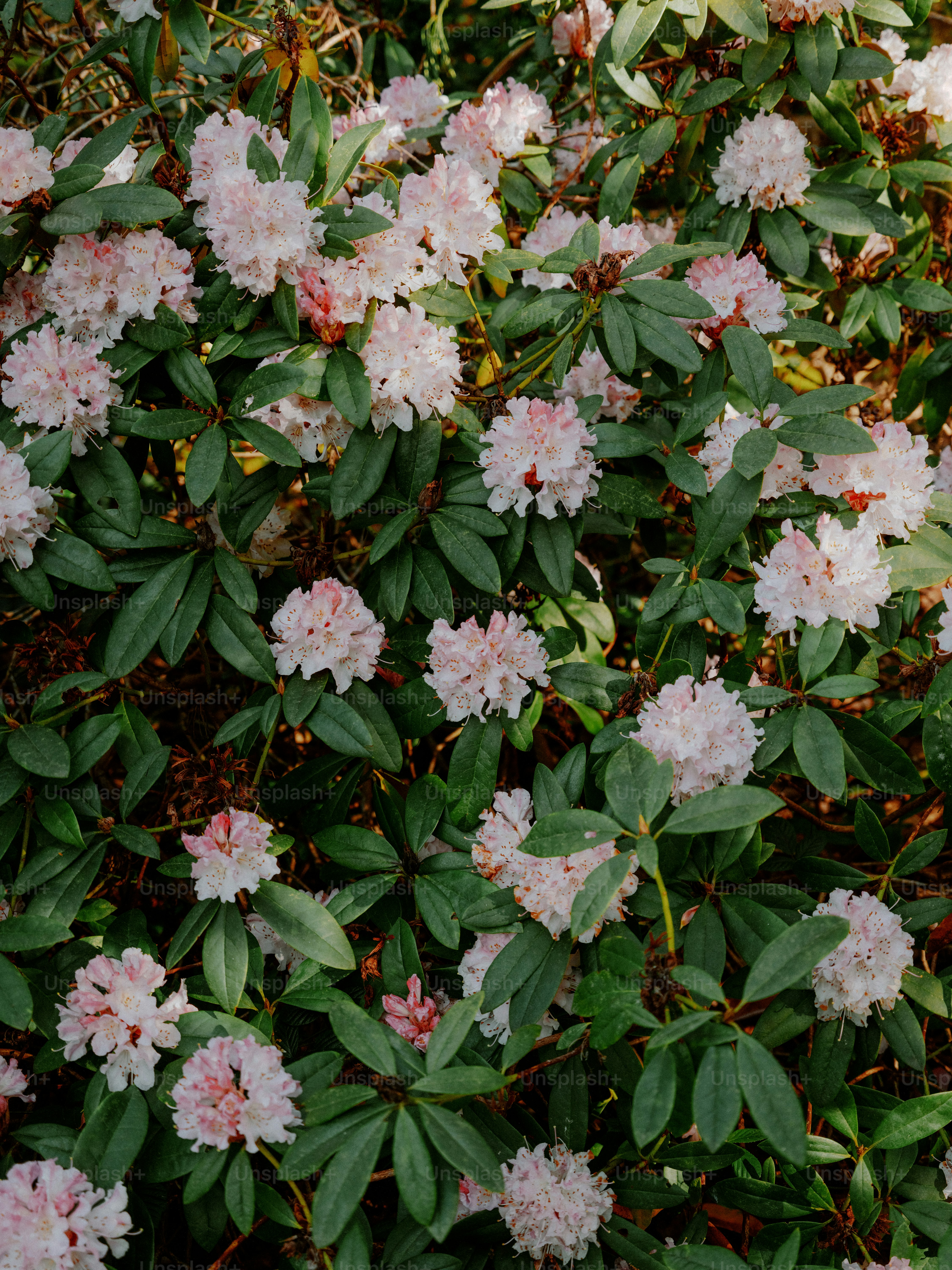 A bush with many light pink rhododendron flowers.