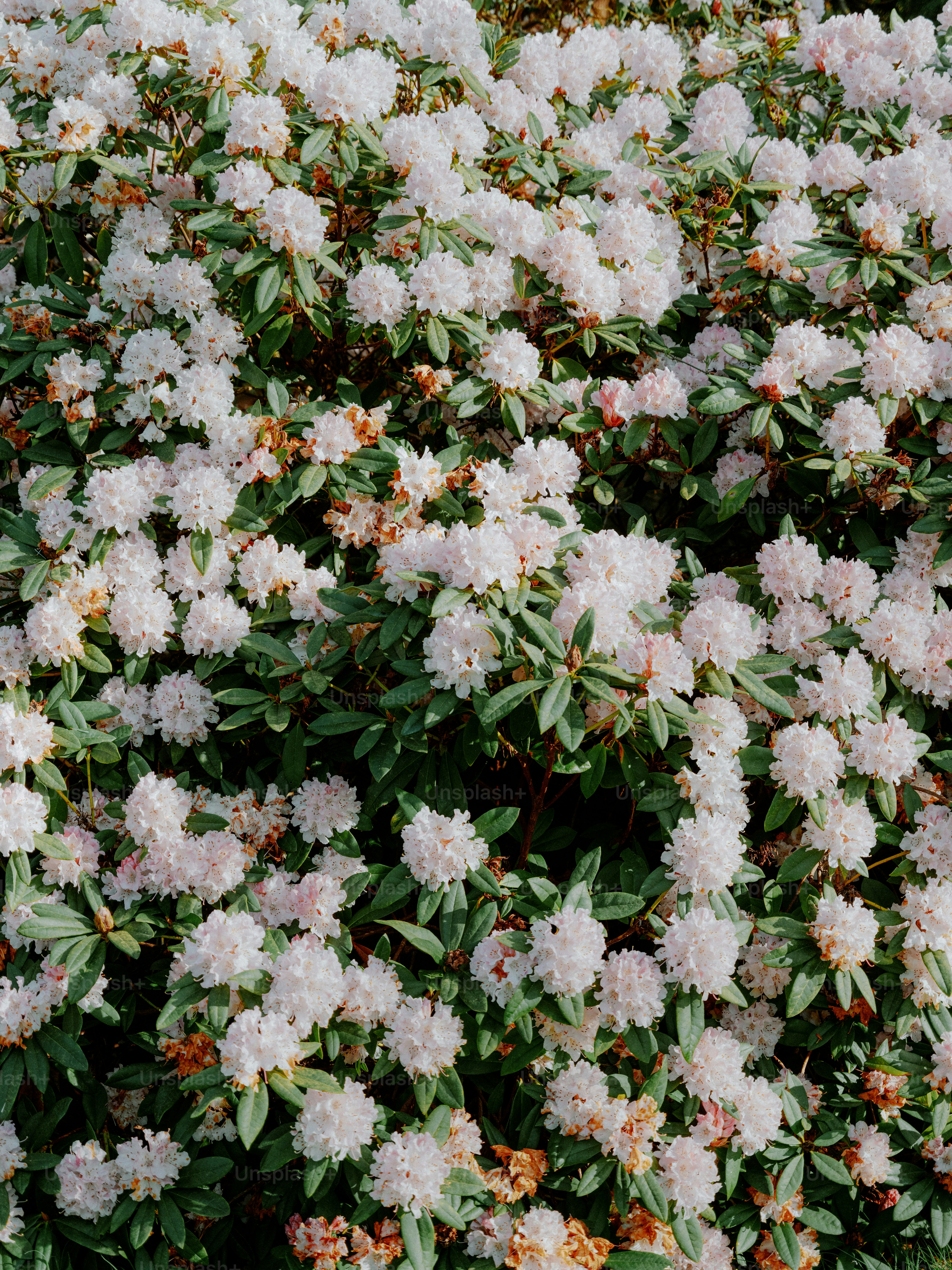 A dense bush covered in small white flowers.