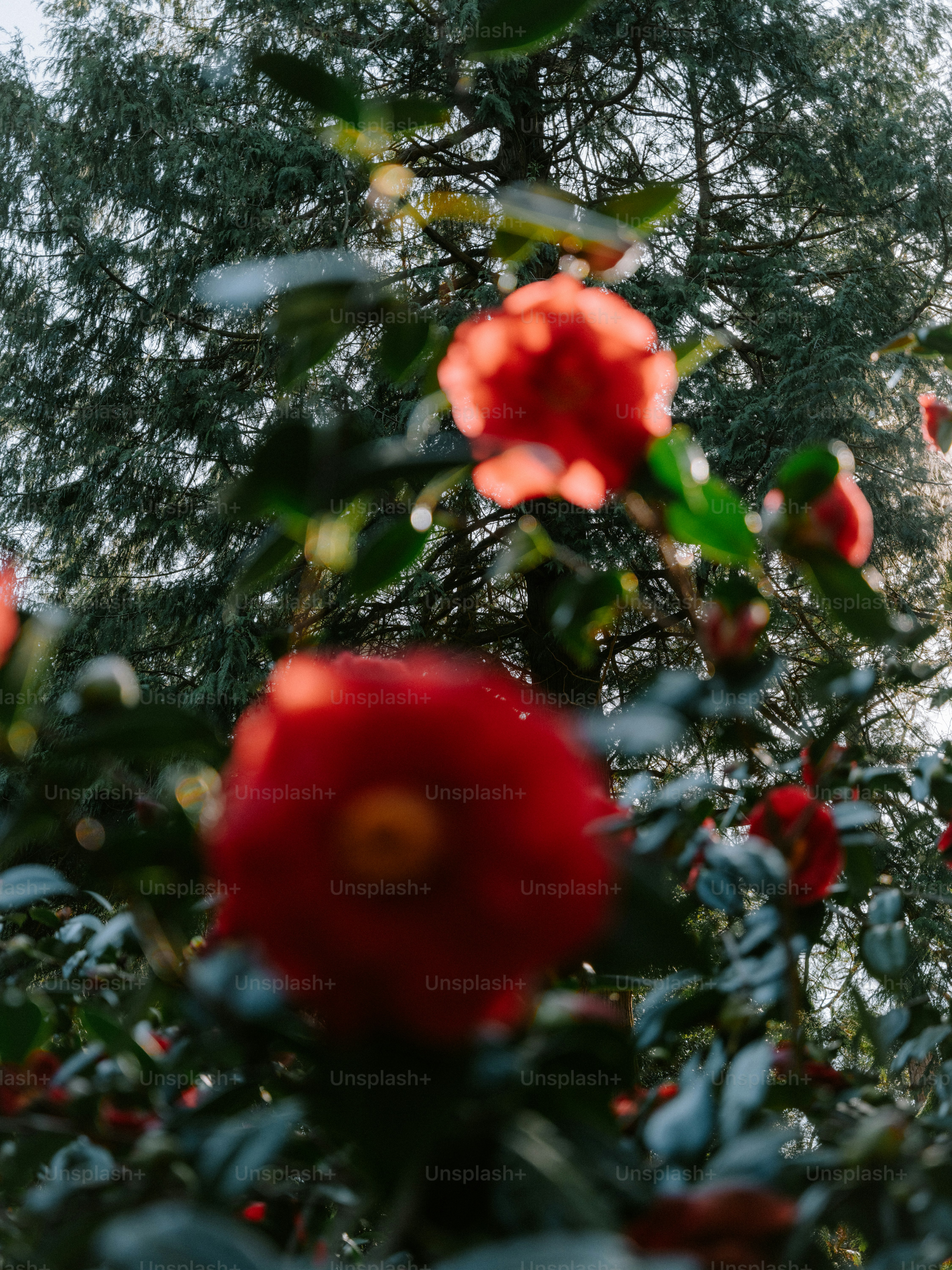 Red camellia flowers bloom on a tree.