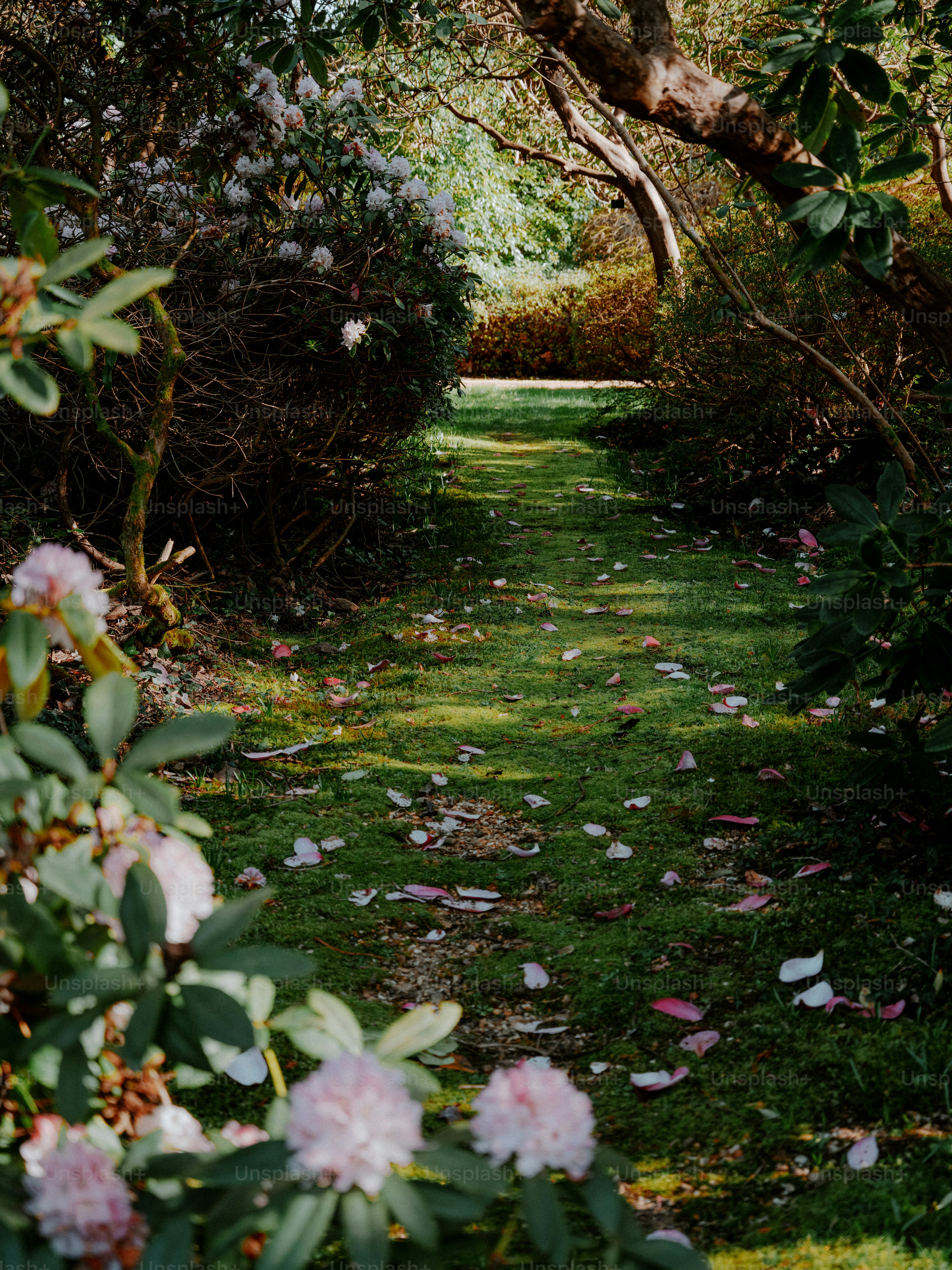 A lush garden path with blooming rhododendrons and fallen petals.