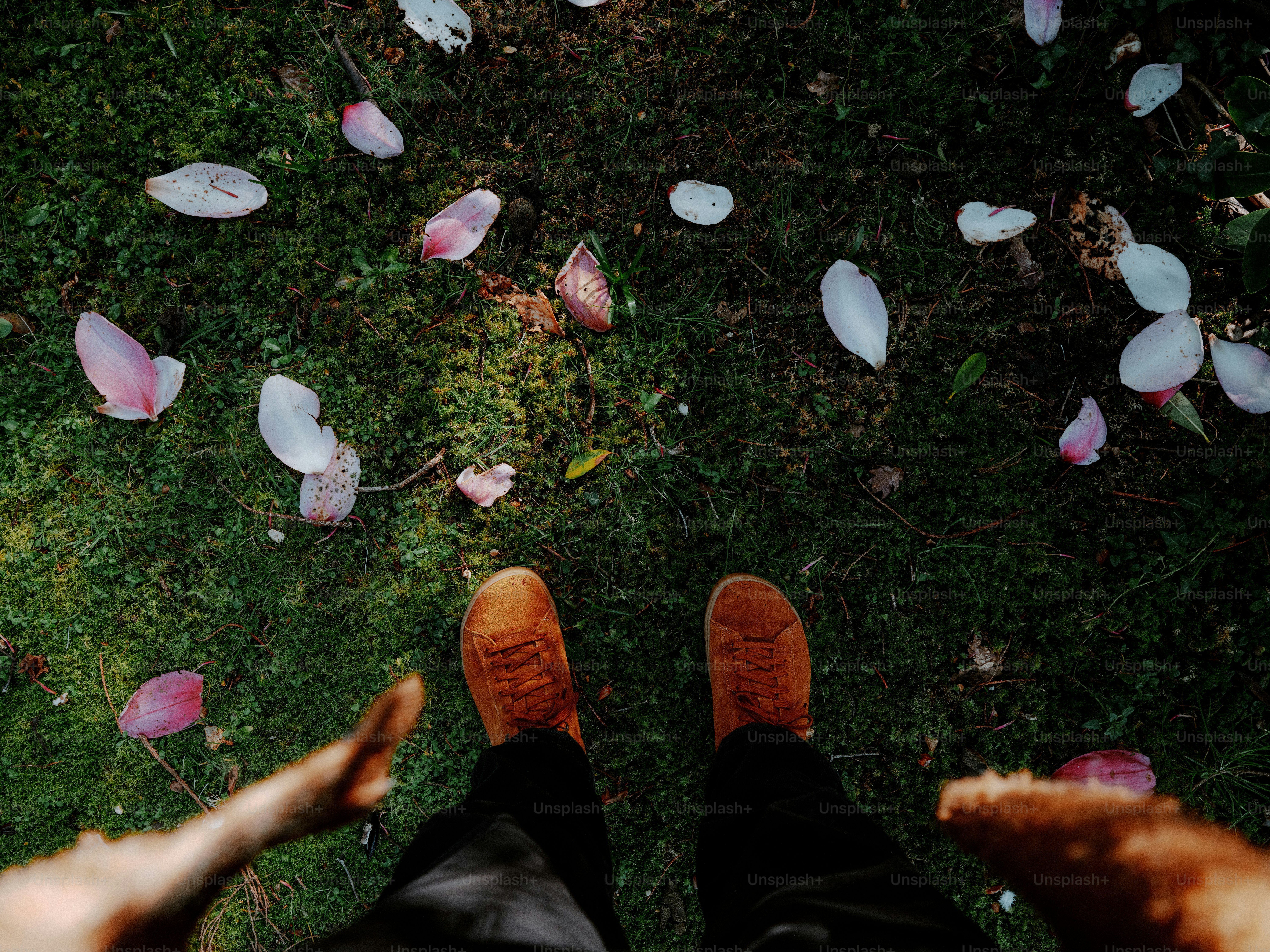 Fallen flower petals scattered on green grass near feet.