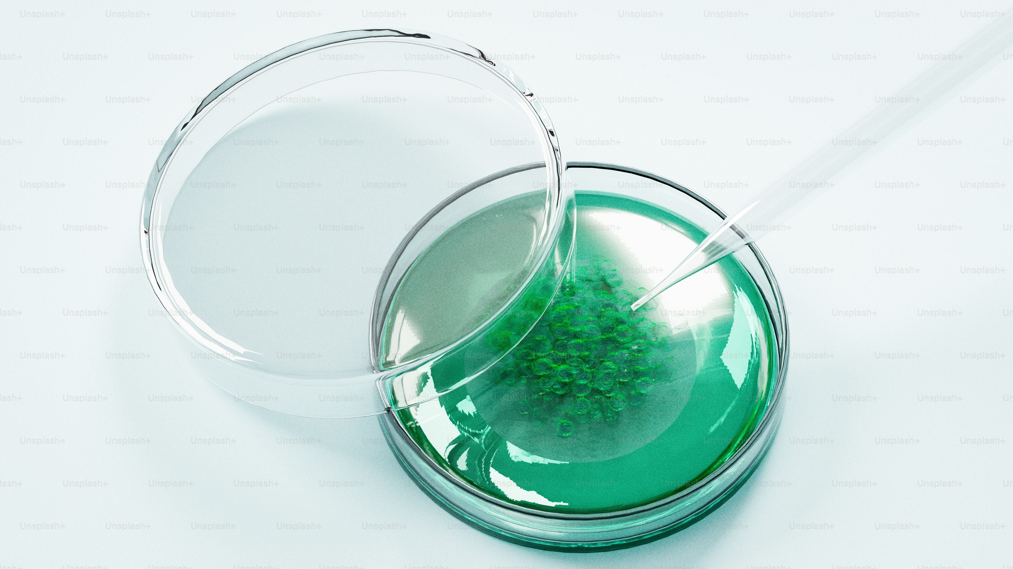Budaya hijau tumbuh dalam cawan petri dengan pipet.