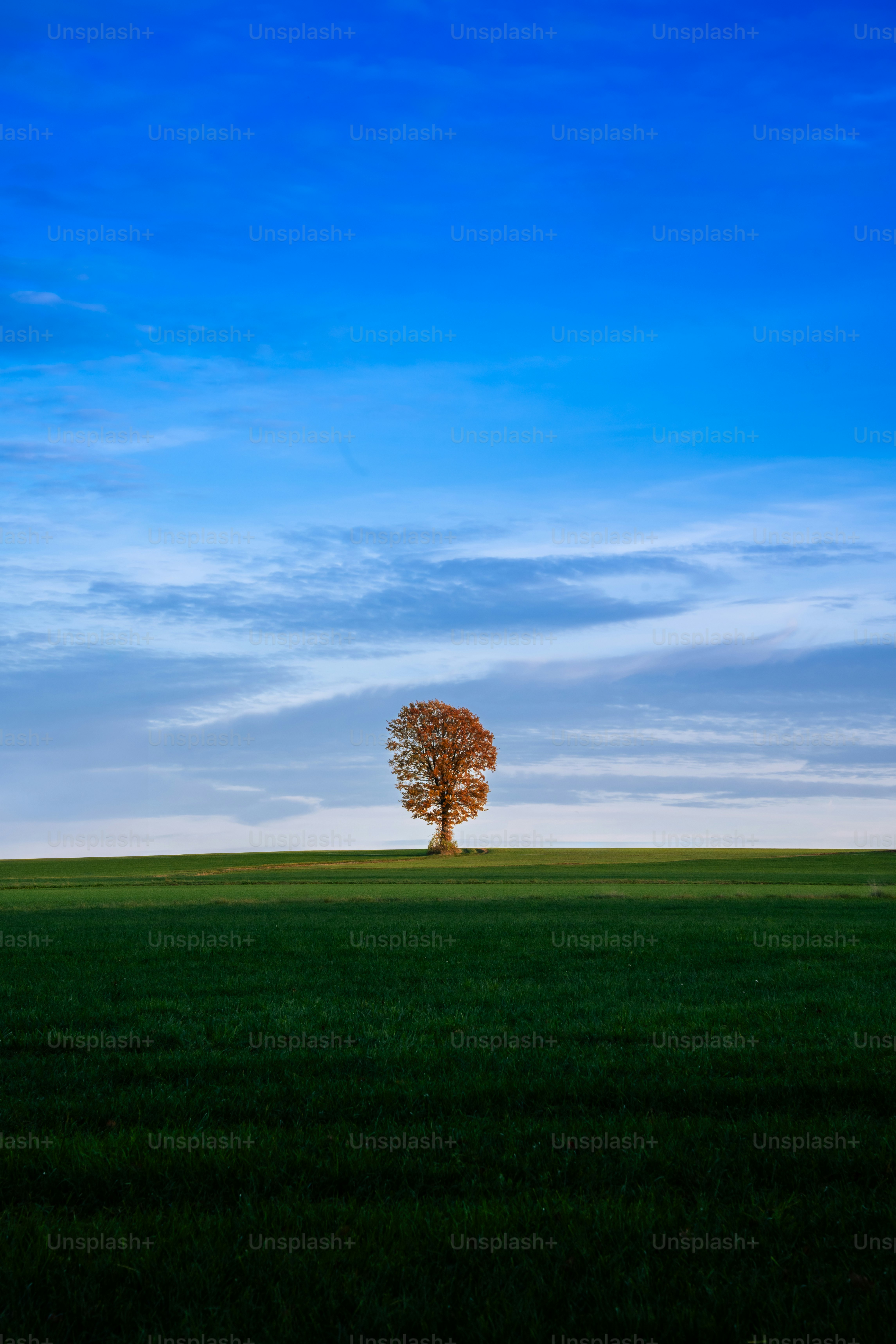 Árbol solitario en un campo verde bajo un cielo azul