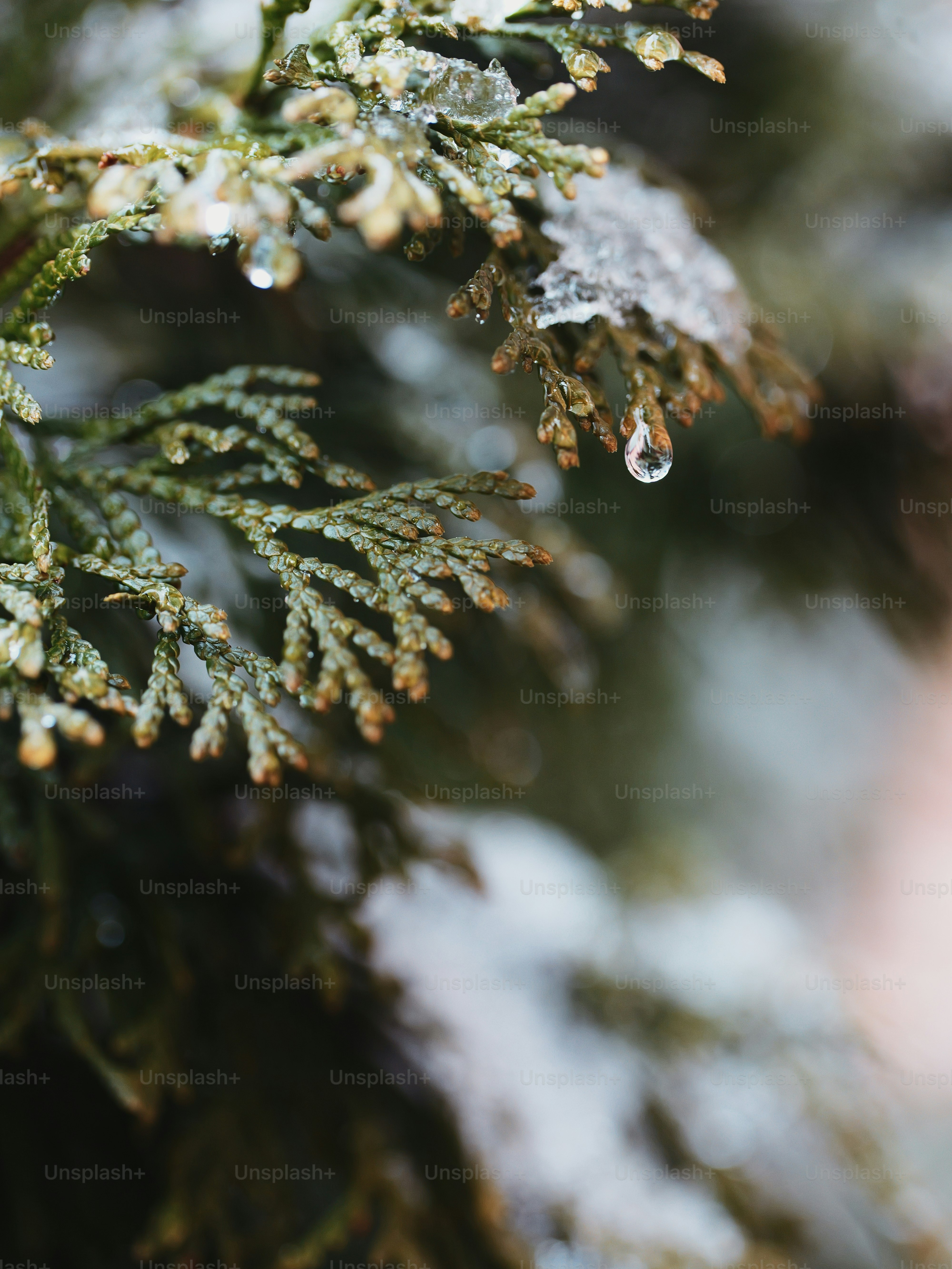 Close-up of a snow-covered evergreen branch with water droplets.