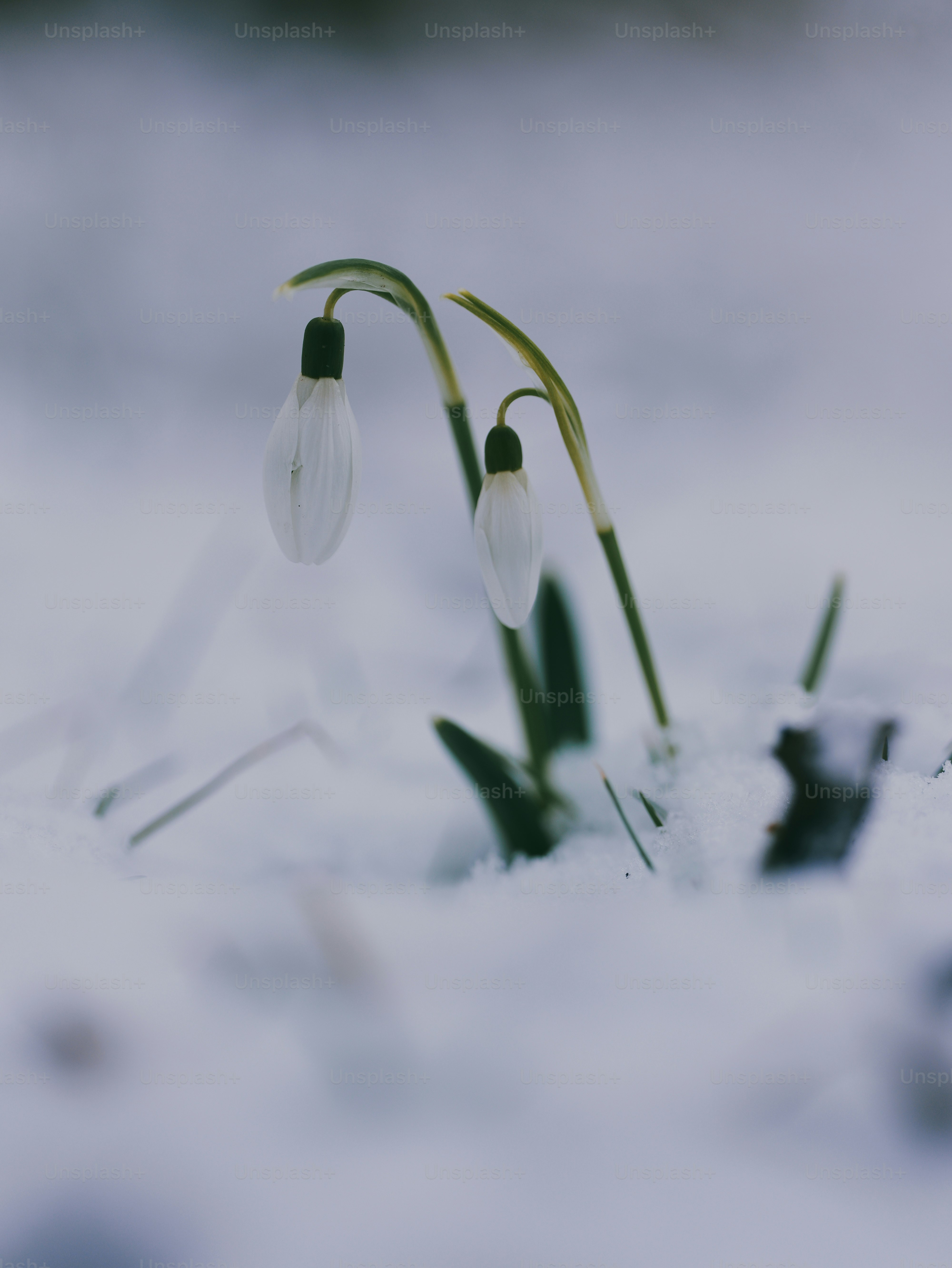 Two delicate snowdrops emerge from the snow