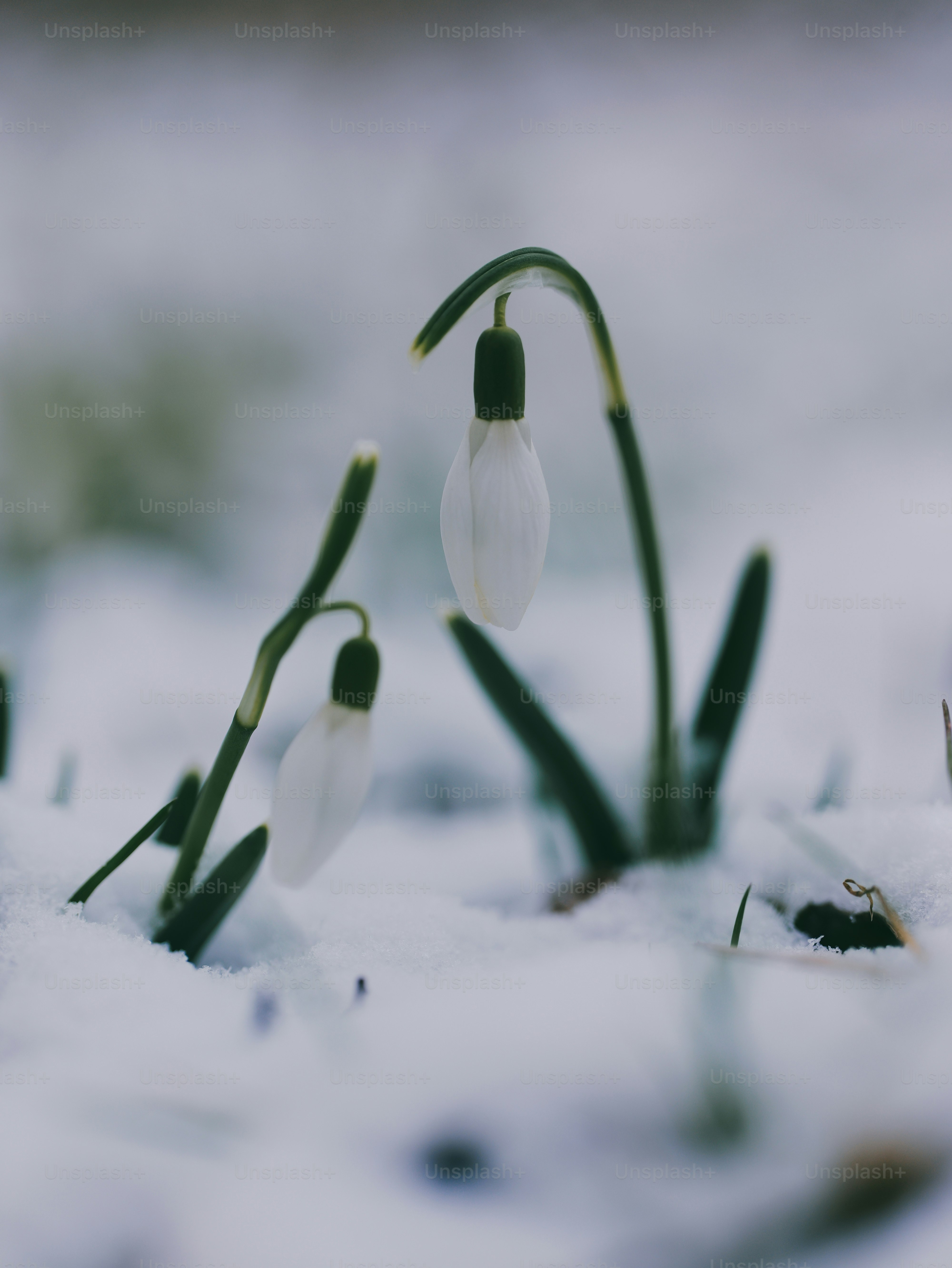 Two delicate snowdrops emerge from the winter snow.
