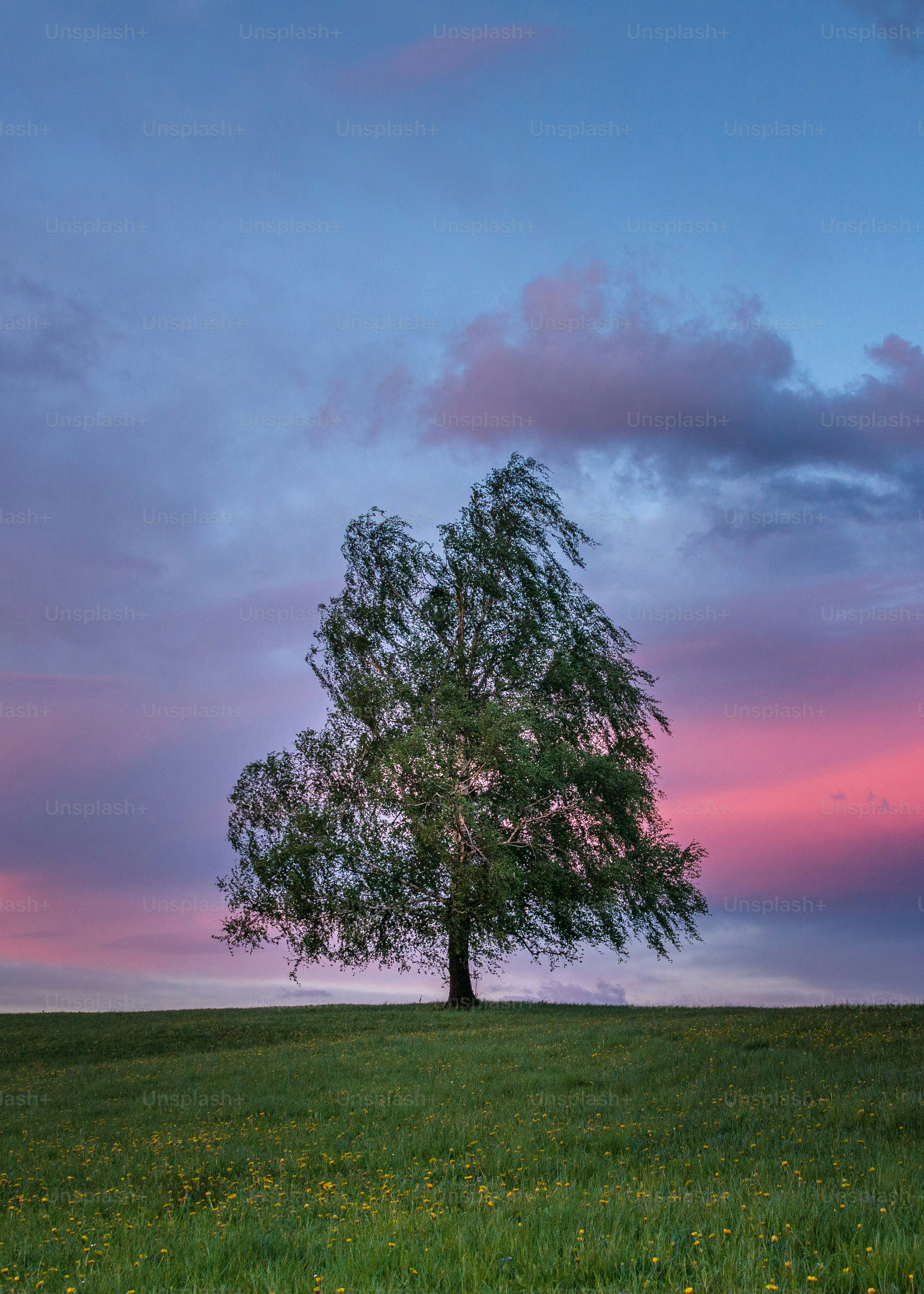 A lone tree stands on a grassy hill at sunset. photo – Sunset Image on ...